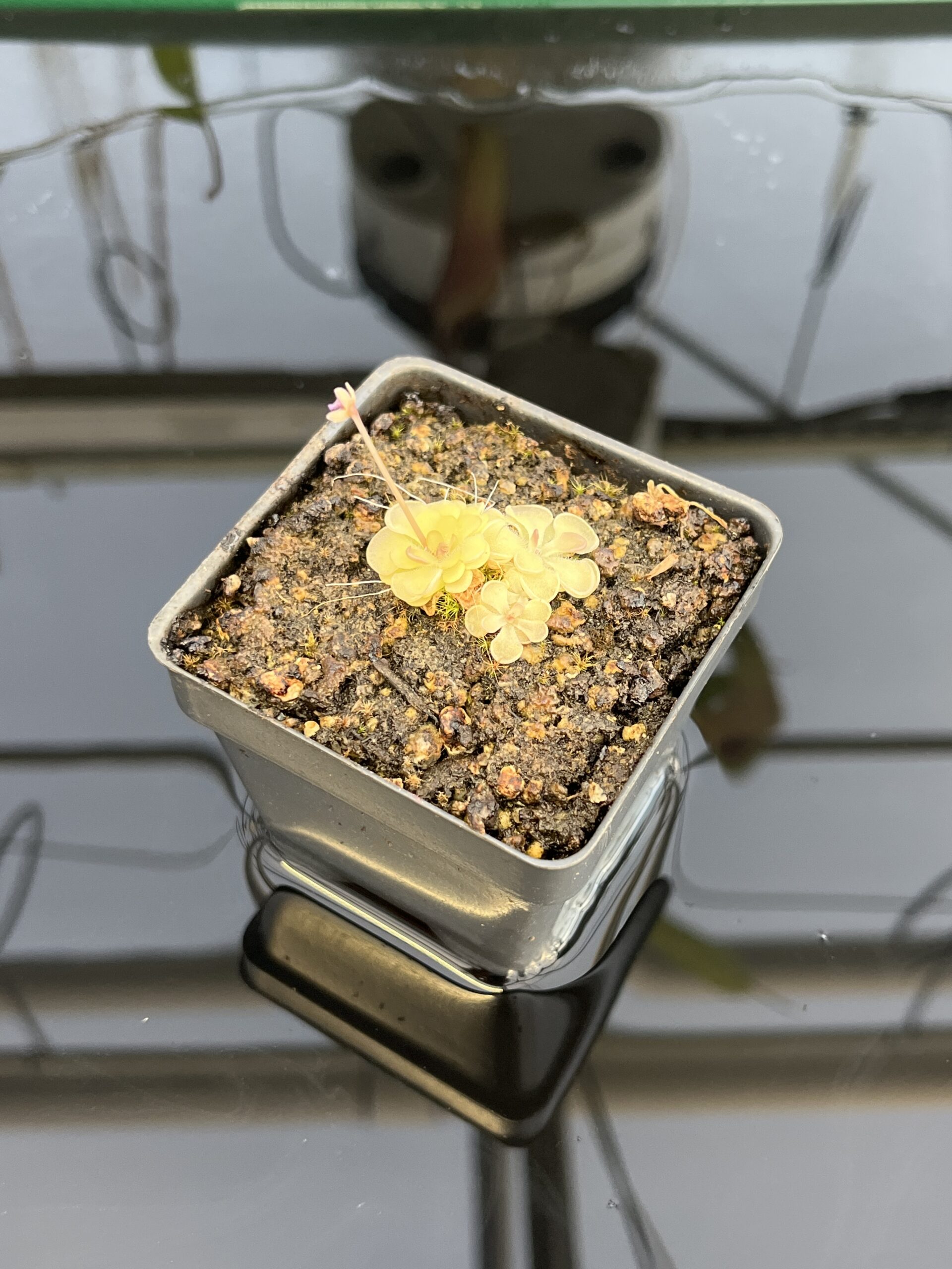 Close Up of Pinguicula rotundiflora | Best Carnivorous Plants | BCP-595 | IN22595