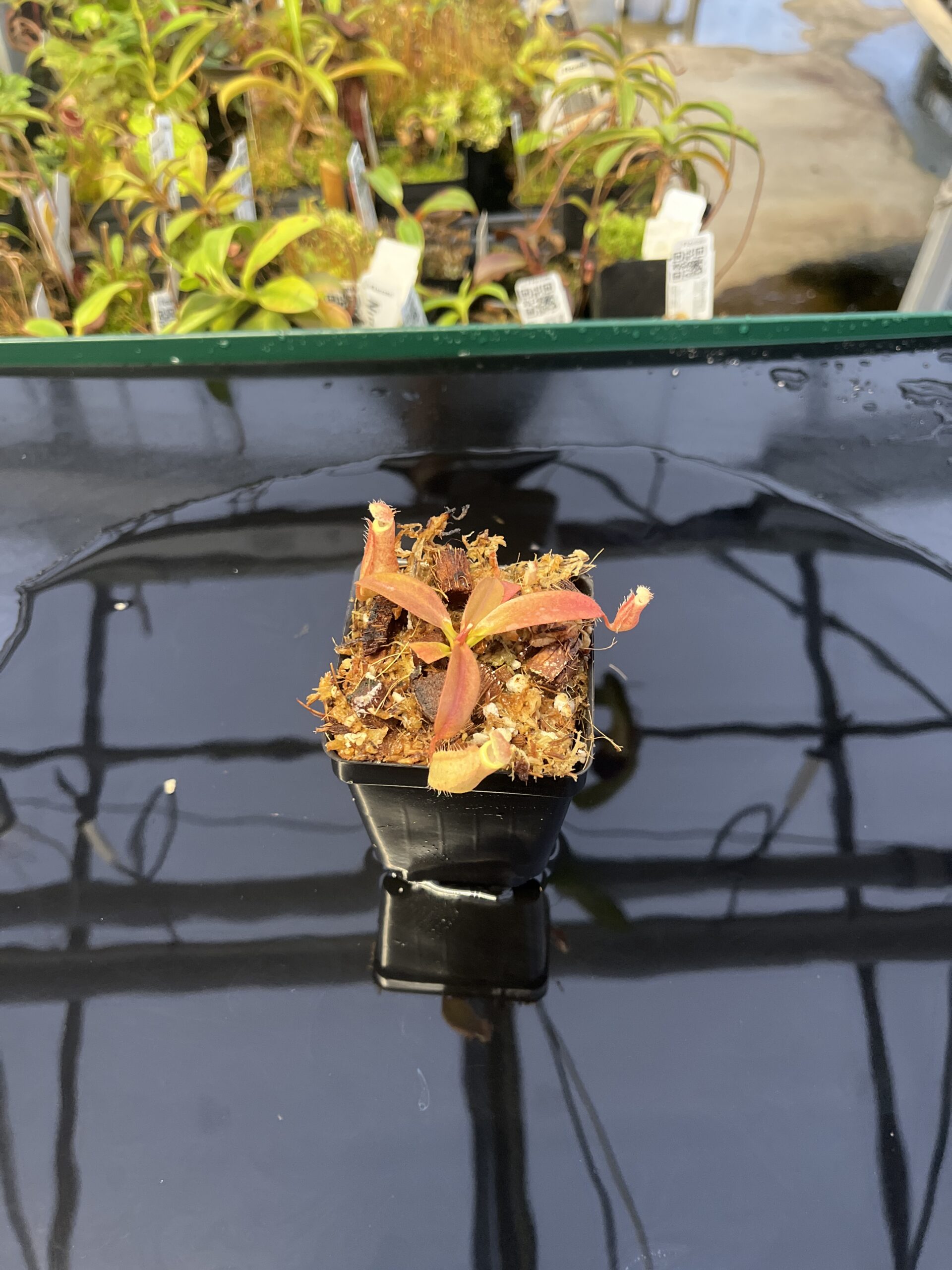 Wide Angle of Nepenthes 'Song of Melancholy' x peltata | JH | Jeremiah Harris | JH-410 | IN22774