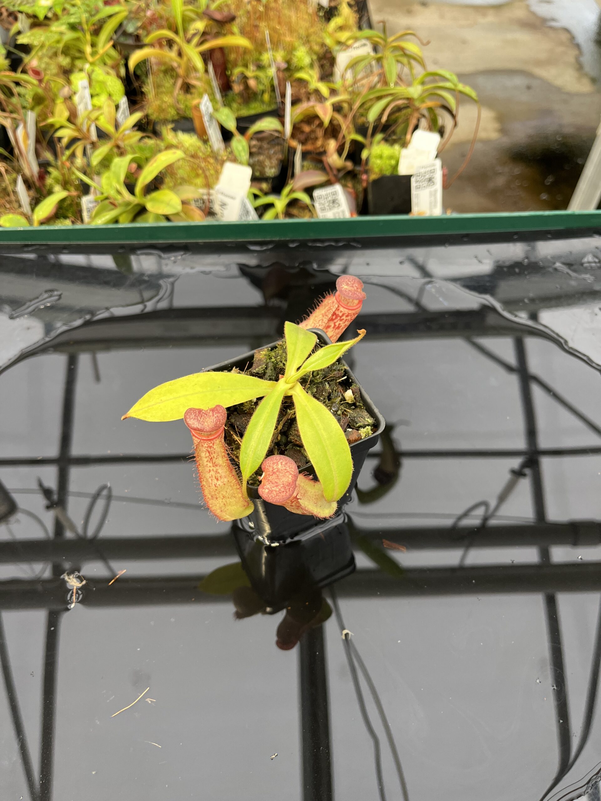 Wide Angle of Nepenthes albomarginata x klossii | Borneo Exotics | BE-4557 | IN22909