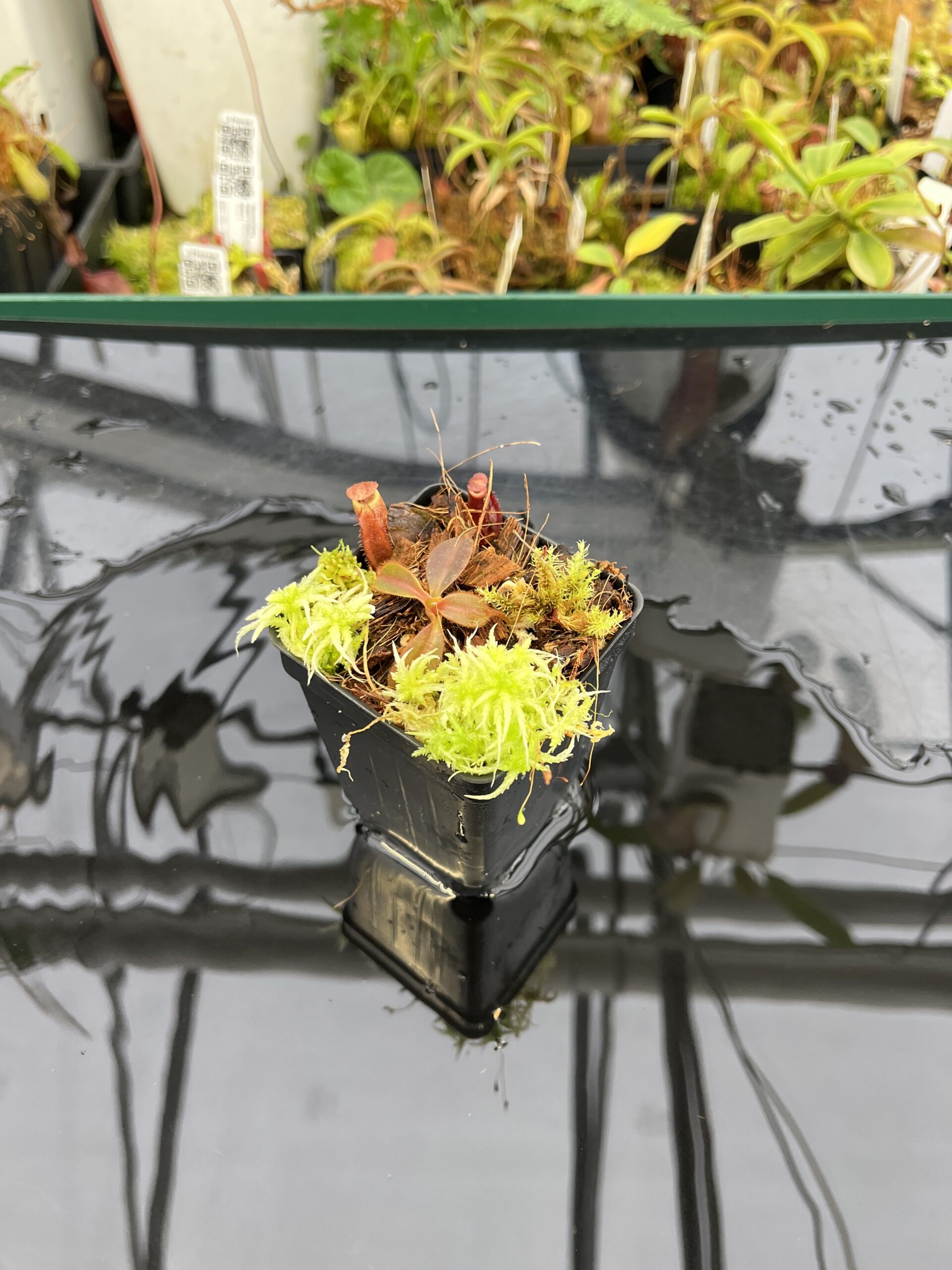 Wide Angle of Nepenthes attenboroughii x mollis | Andreas Wistuba | AW-ISC | H23126