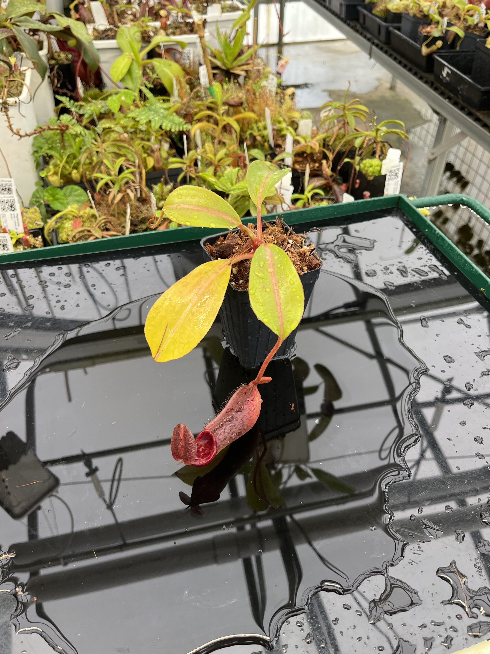 Wide Angle of Nepenthes boschiana x lowii | Borneo Exotics | BE-4067 | H23039