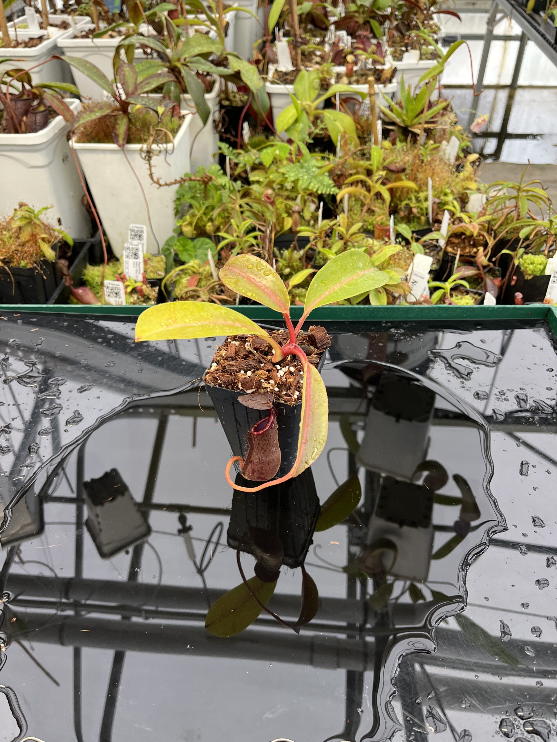 Wide Angle of Nepenthes boschiana x lowii | Borneo Exotics | BE-4067 | H23040