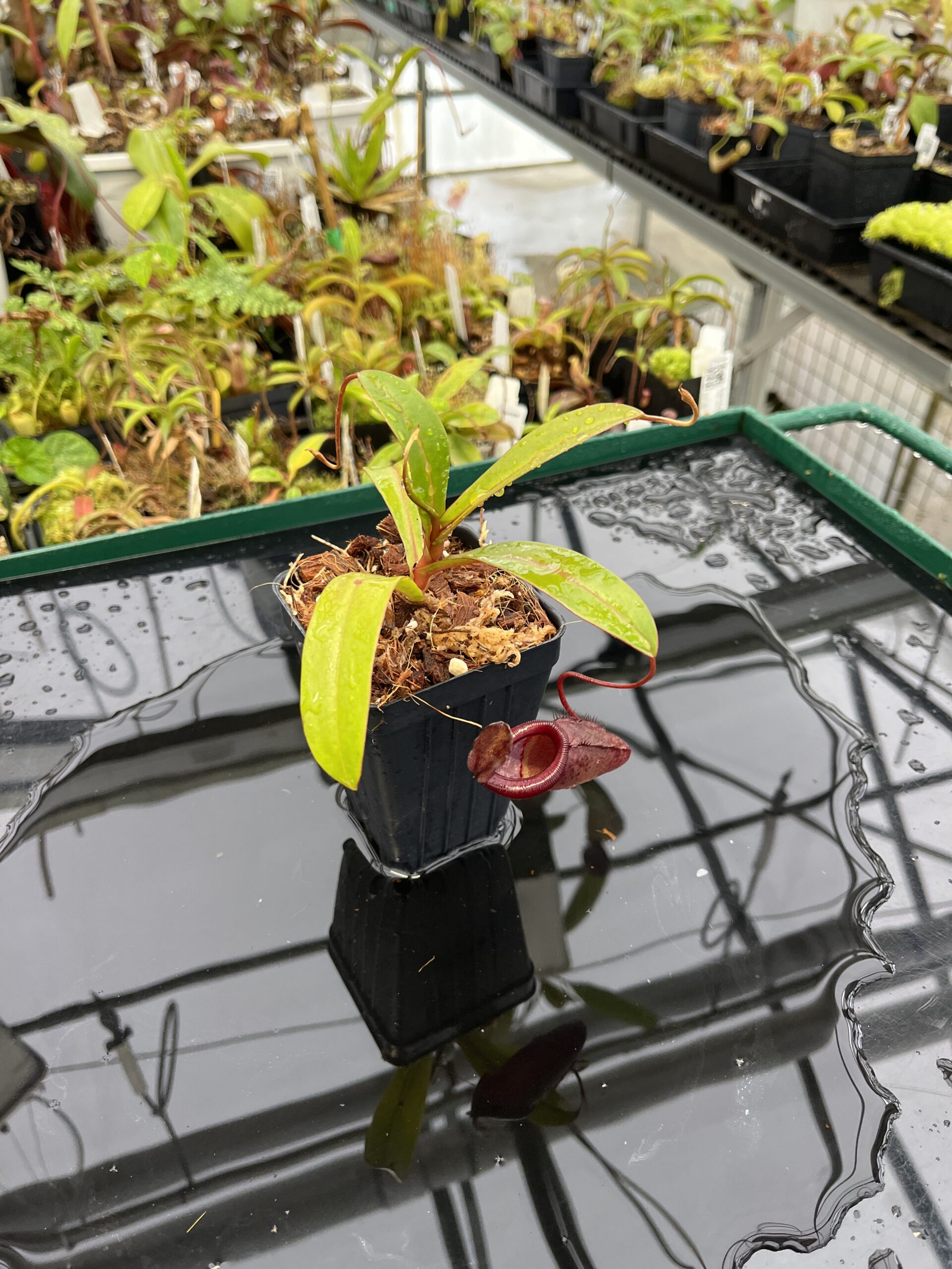Wide Angle of Nepenthes densiflora x jamban | Borneo Exotics | BE-4659 | H23037