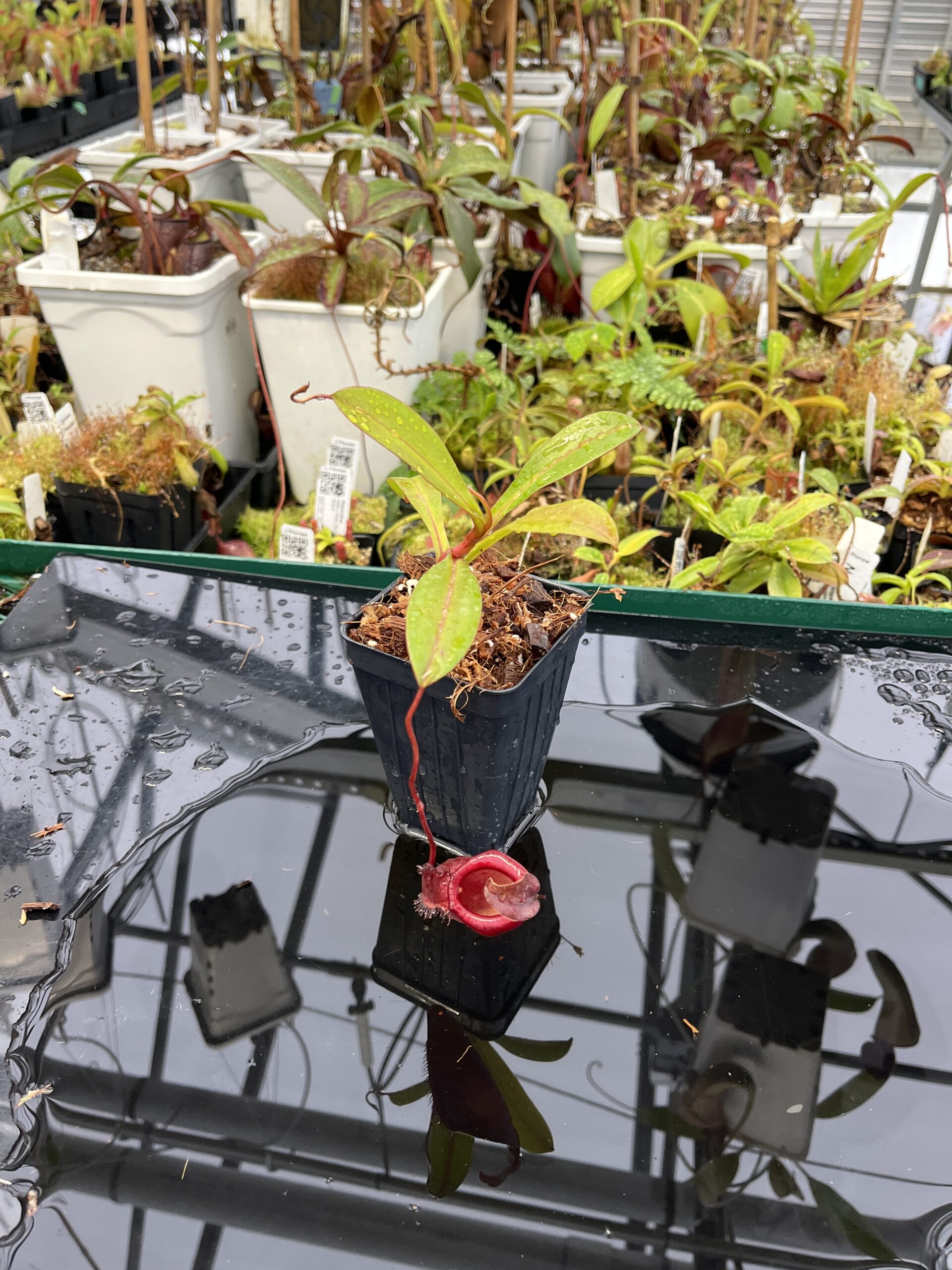 Wide Angle of Nepenthes densiflora x jamban | Borneo Exotics | BE-4659 | H23038