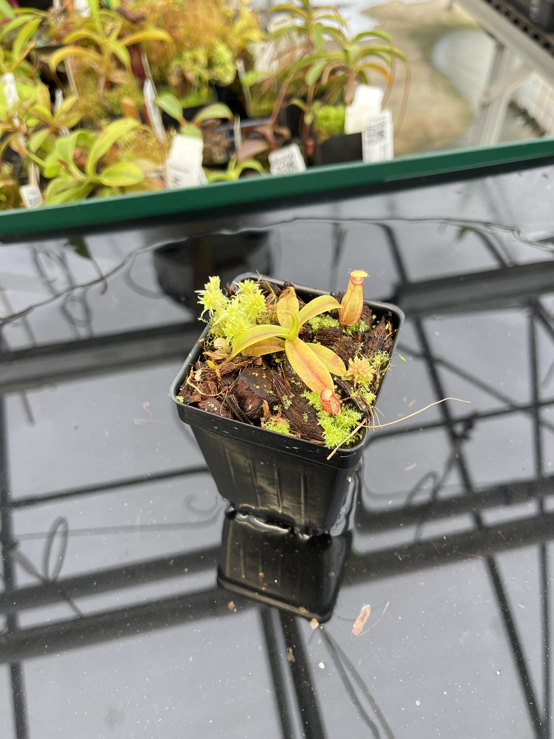 Wide Angle of Nepenthes (diabolica x hamata) x eymae G. Tambusisi pod #2 | MKS | Florae | Florae Collaborative | FC-436 | H22800