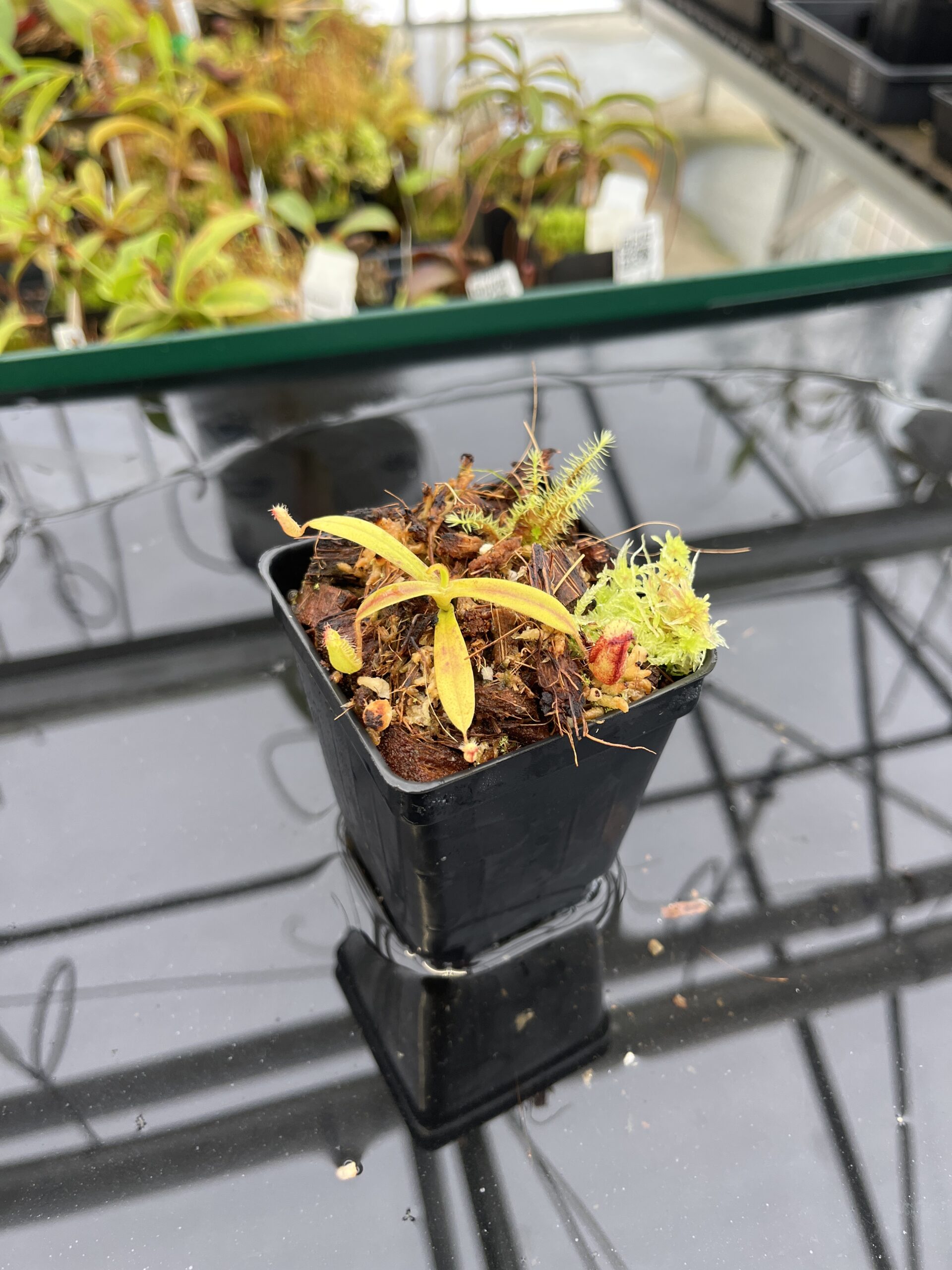 Wide Angle of Nepenthes (diabolica x hamata) x eymae G. Tambusisi pod #2 | MKS | Florae | Florae Collaborative | FC-436 | H22802