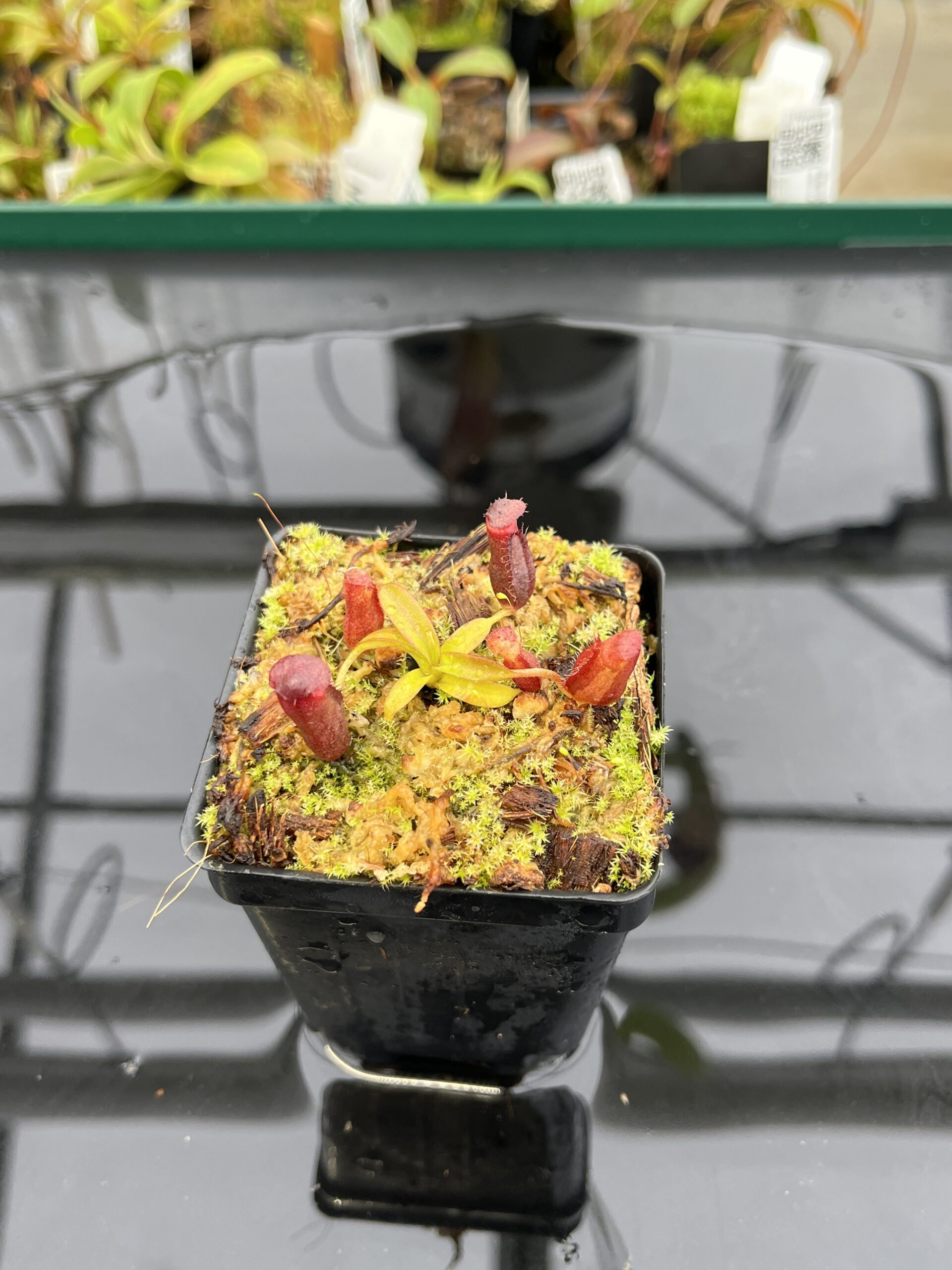 Wide Angle of Nepenthes diatas x villosa | JH | Jeremiah Harris | JH-391.03 | H22806