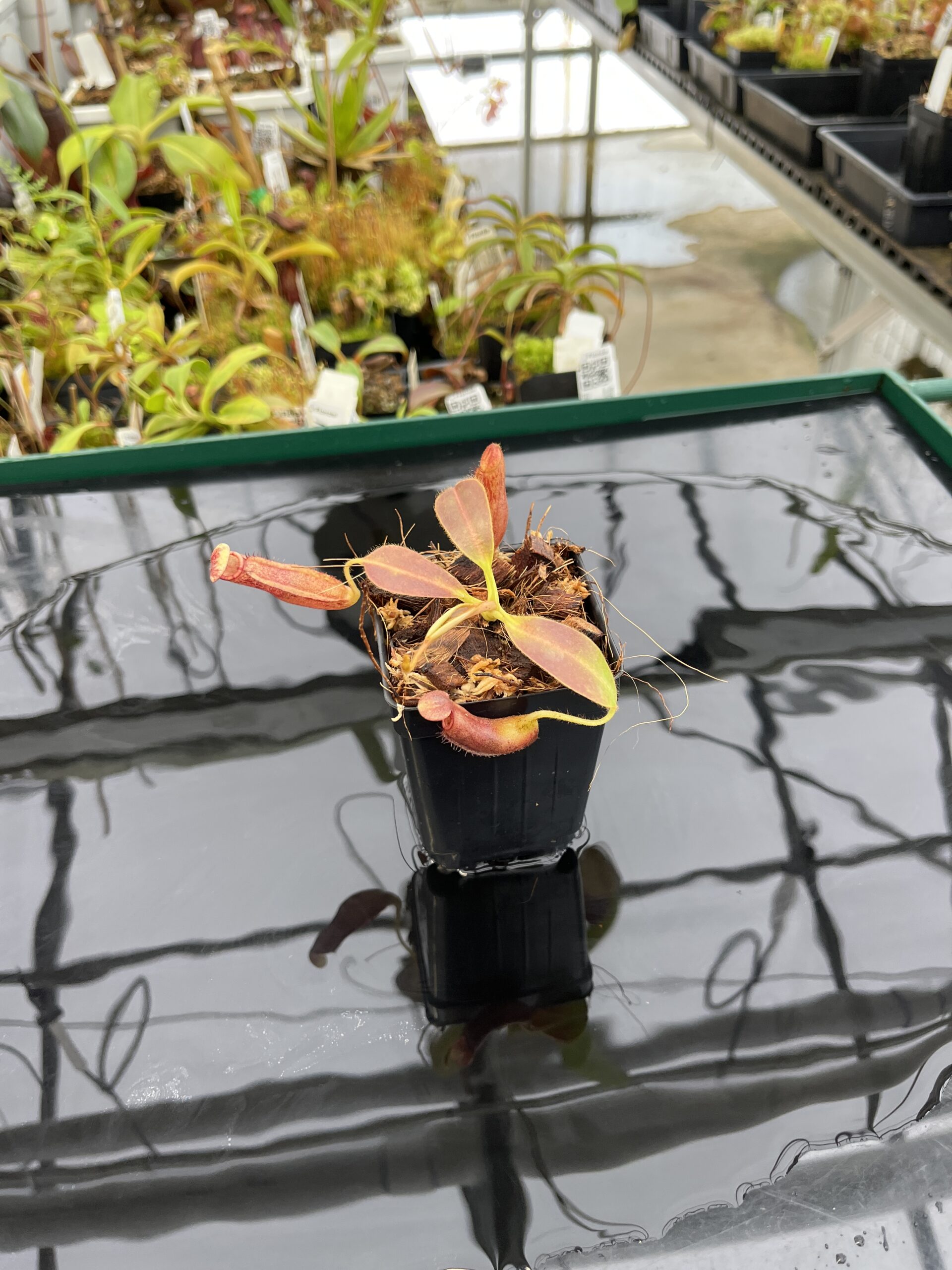 Wide Angle of Nepenthes glandulifera x ephippiata | Borneo Exotics | BE-4655 | H22823