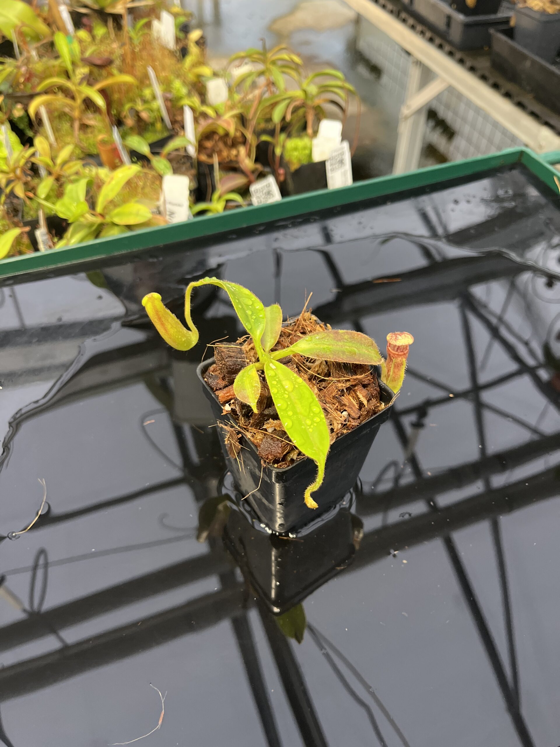 Wide Angle of Nepenthes glandulifera x ephippiata | Borneo Exotics | BE-4655 | H22916