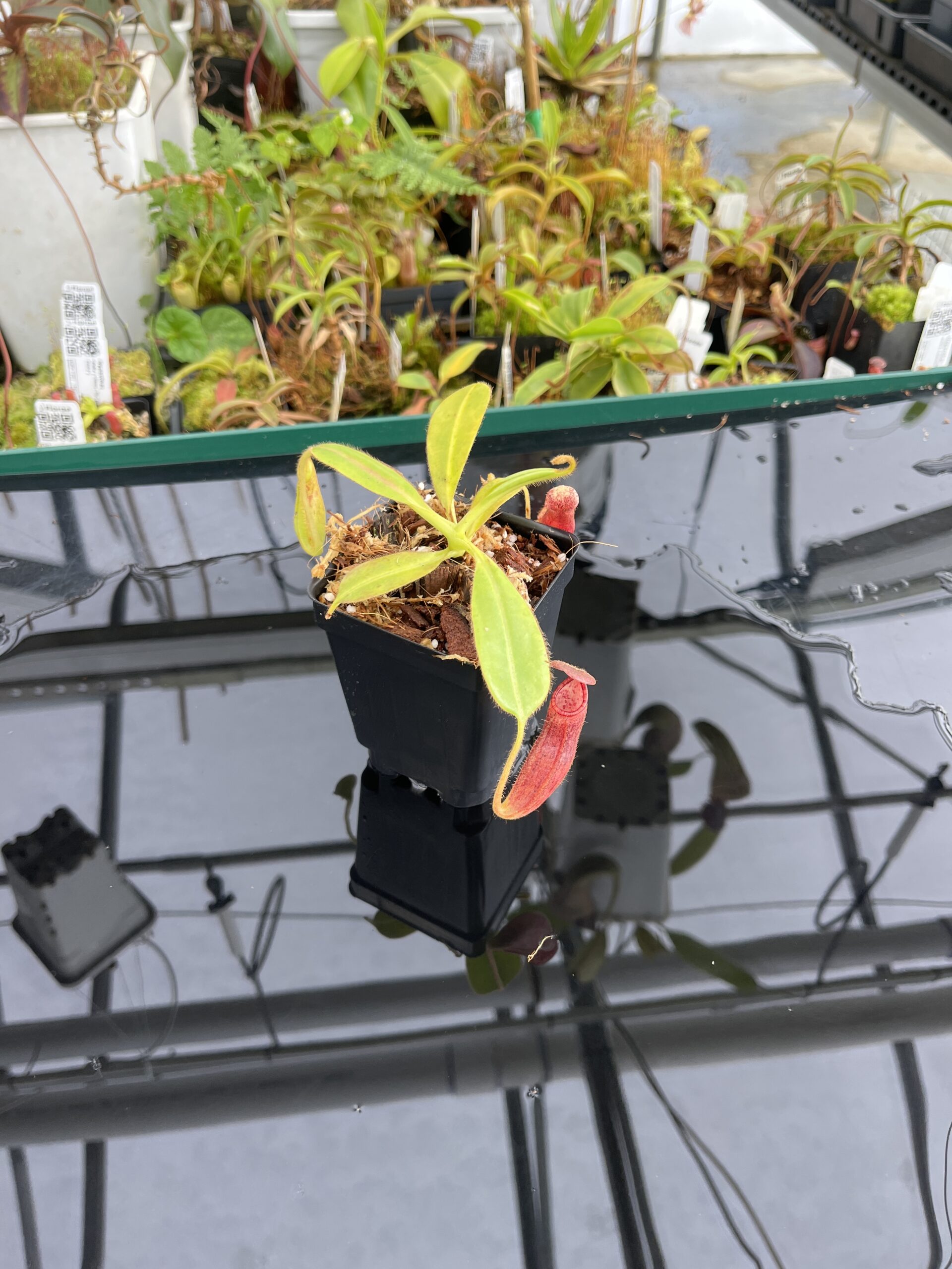 Wide Angle of Nepenthes glandulifera x ephippiata | Borneo Exotics | BE-4655 | H23082