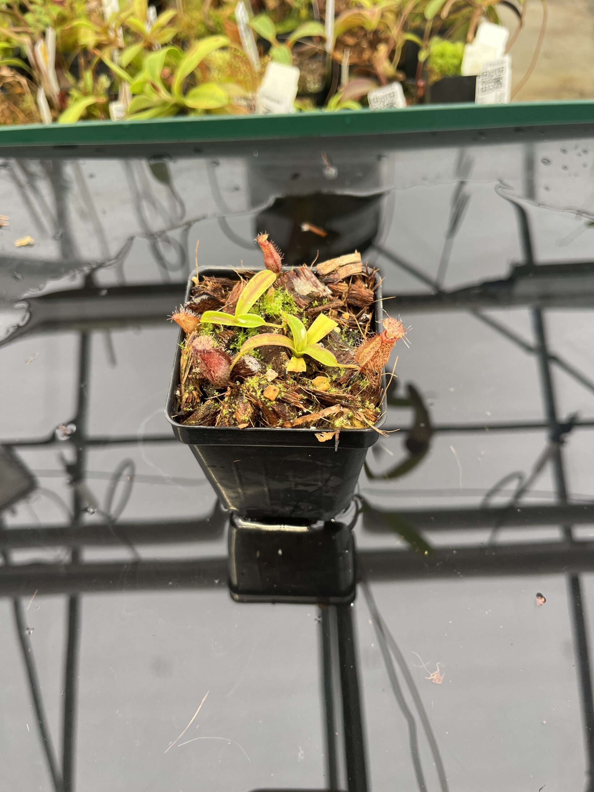 Wide Angle of Nepenthes hamata Katopasa | JH | Clone 2 | Jeremiah Harris | JH-337.02 | H22953