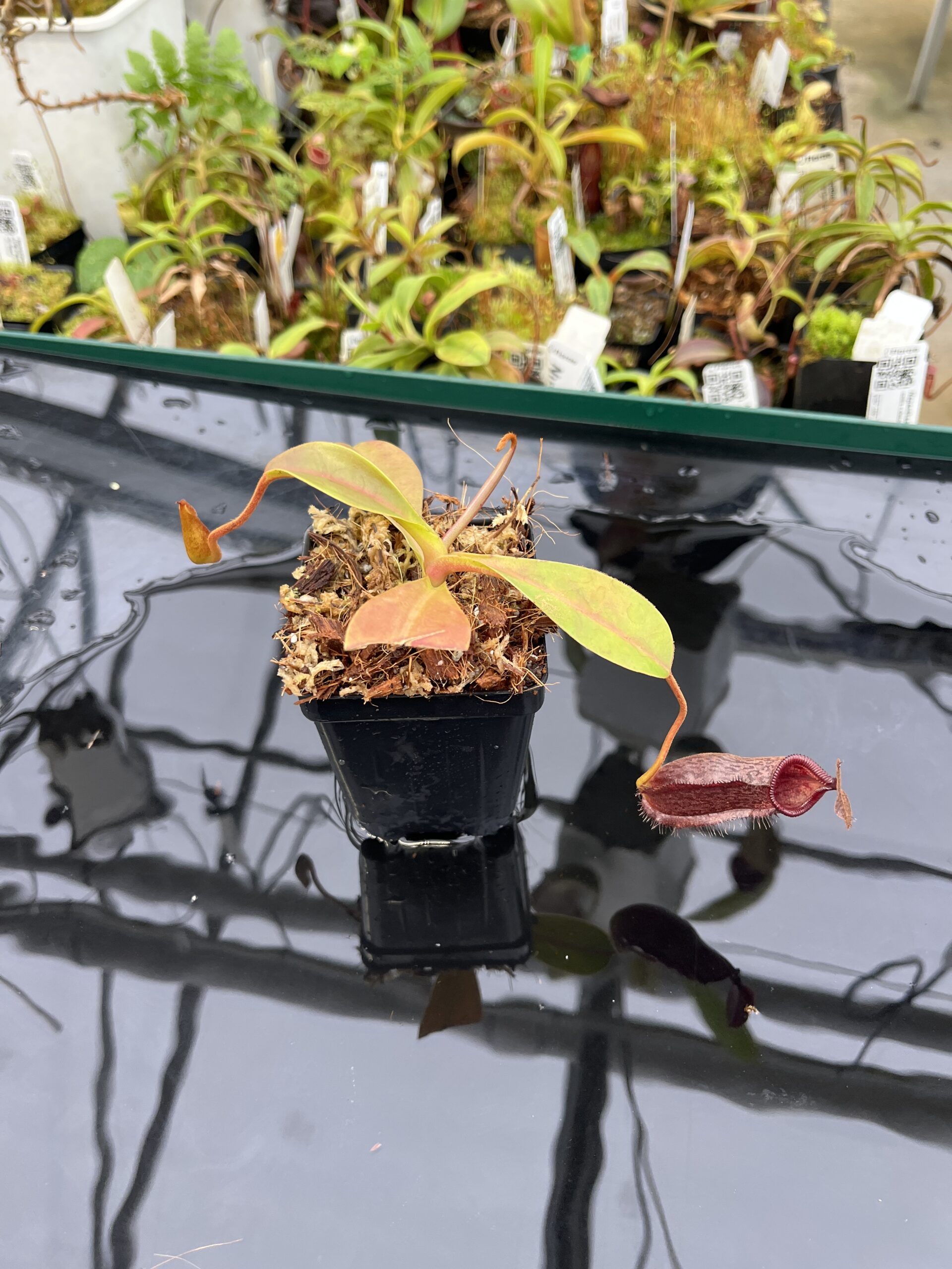 Wide Angle of Nepenthes hamata x lowii | Borneo Exotics | BE-4609 | H22946