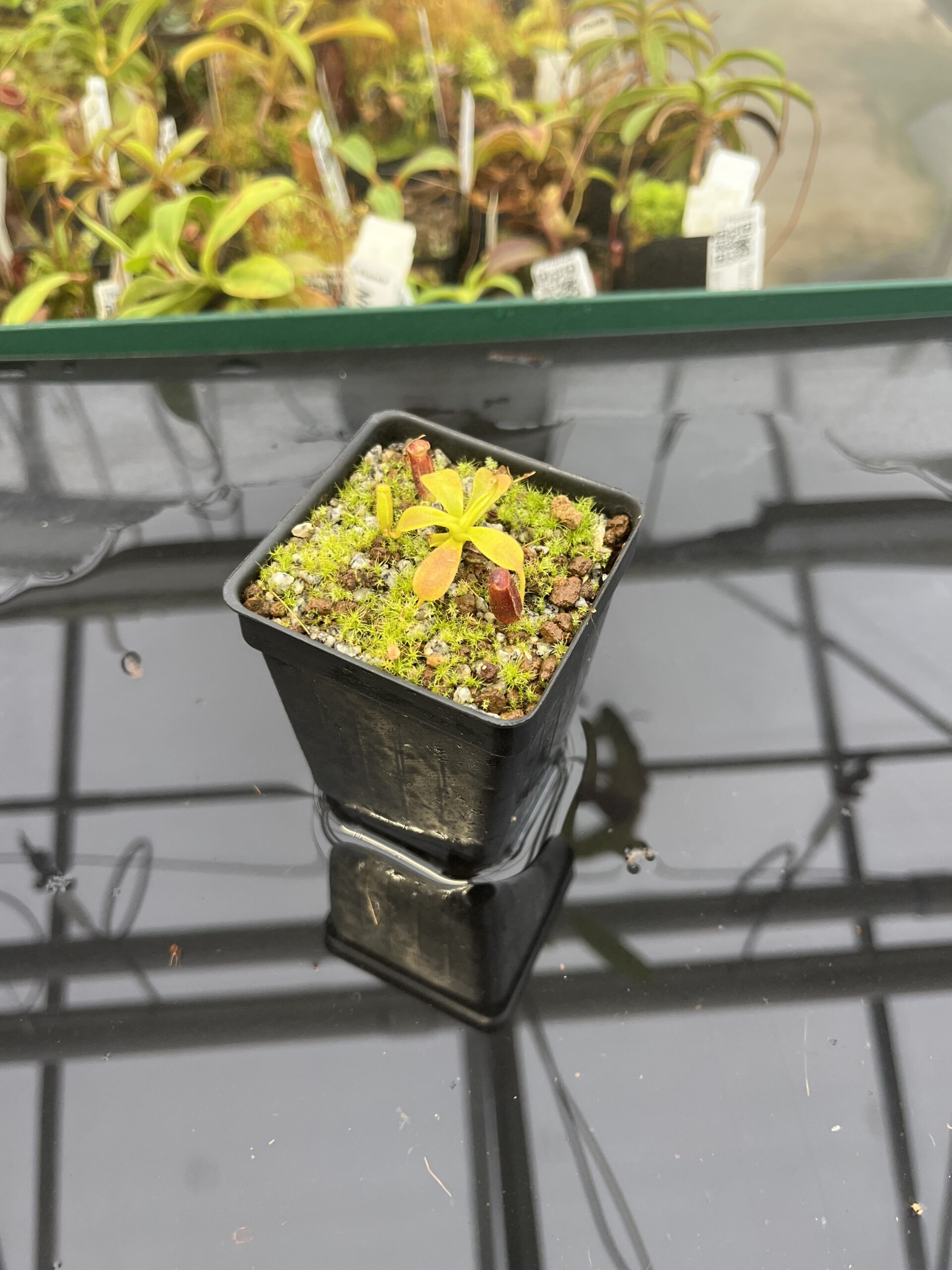 Wide Angle of Nepenthes lowii | Borneo Exotics | BE-3100 | H22936