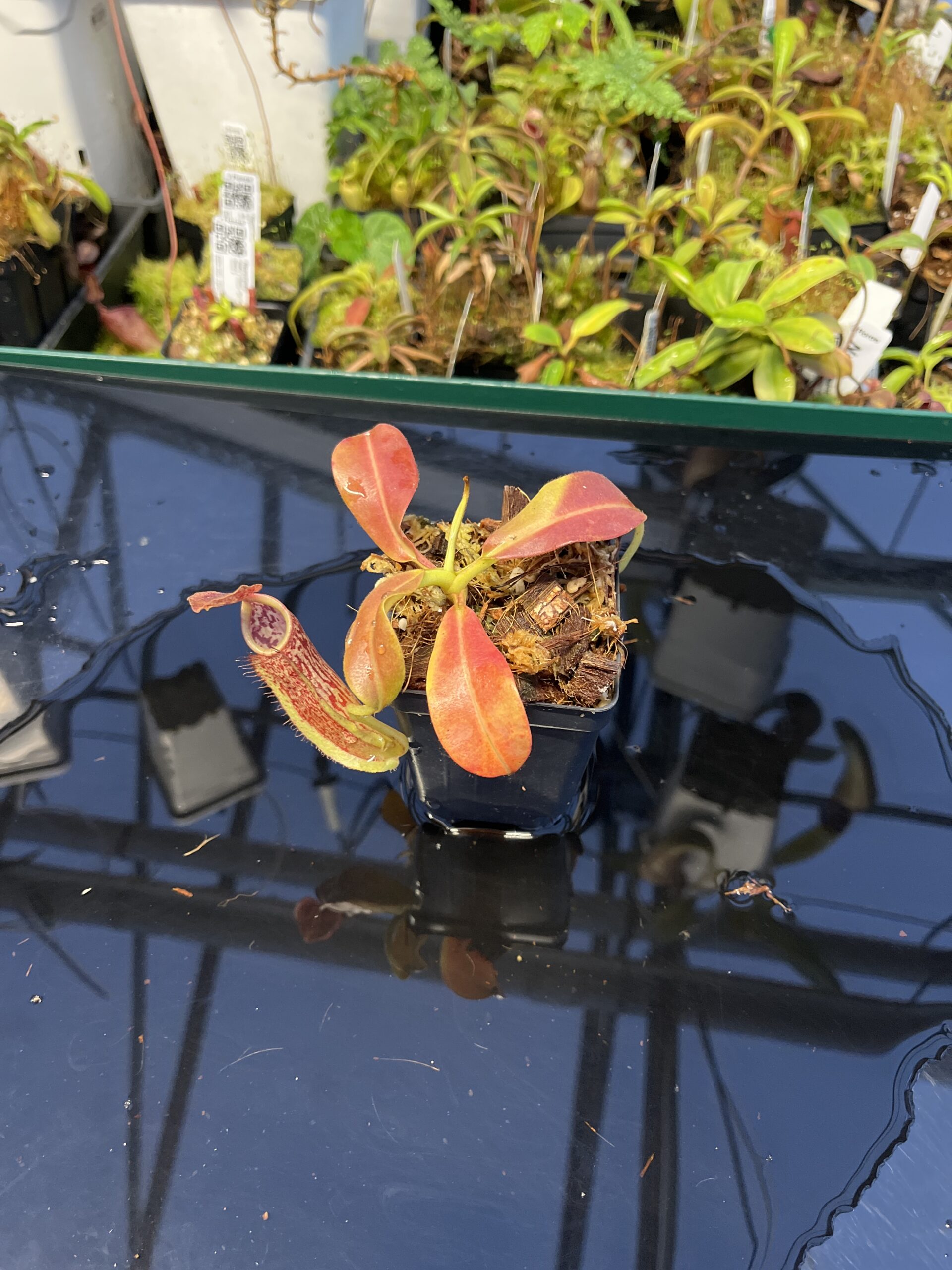 Wide Angle of Nepenthes maxima | Borneo Exotics | BE-3067 | IN23035