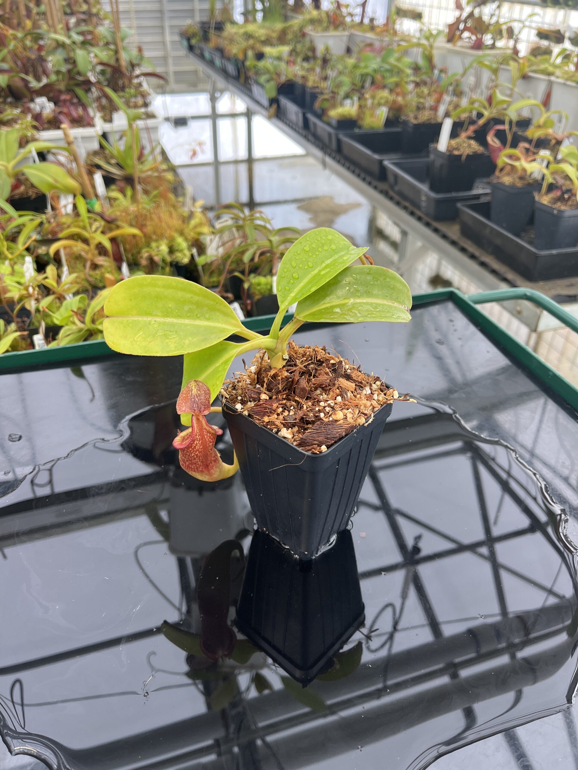 Wide Angle of Nepenthes maxima x (lowii x macrophylla) | Borneo Exotics | BE-3709 | IN22760