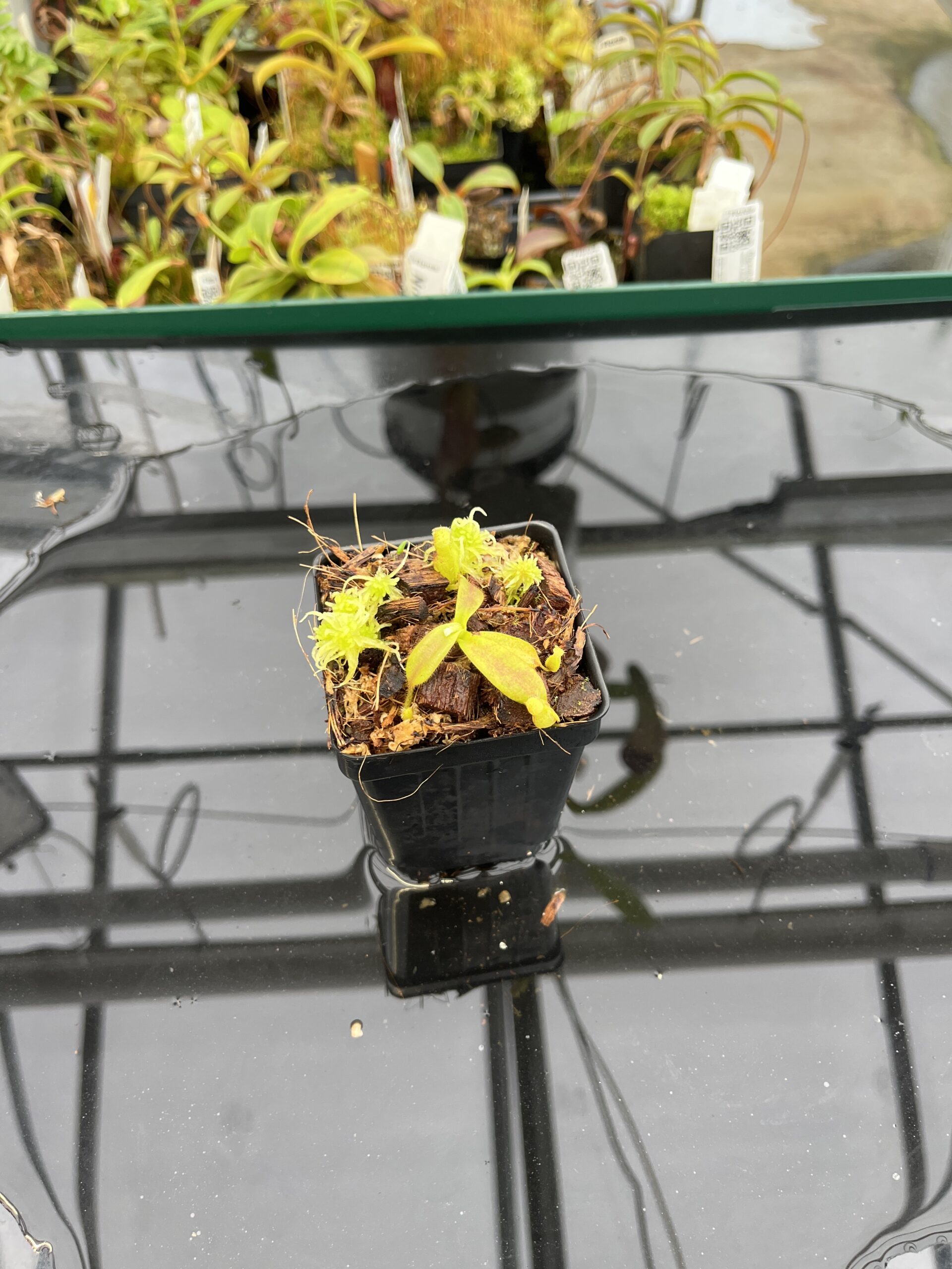 Wide Angle of Nepenthes mollis x diabolica #1 | MKS | Florae | Assorted Clones | Florae Collaborative | FC-440 | H22801