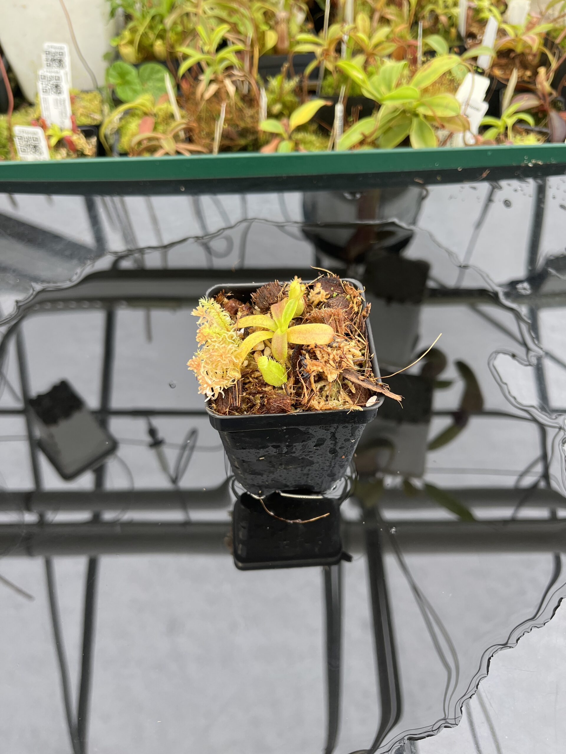 Wide Angle of Nepenthes mollis x diabolica #1 | MKS | Florae | Assorted Clones | Florae Collaborative | FC-440 | H23077