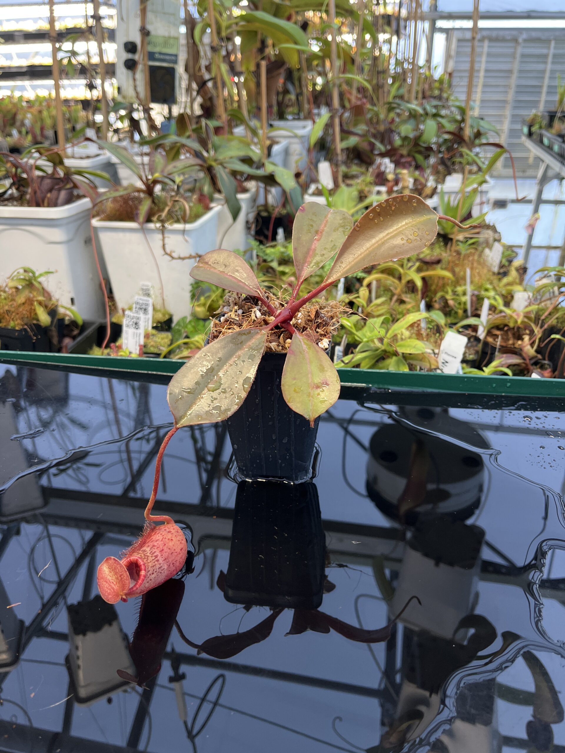 Wide Angle of Nepenthes peltata x lowii | Borneo Exotics | BE-4650 | IN23025