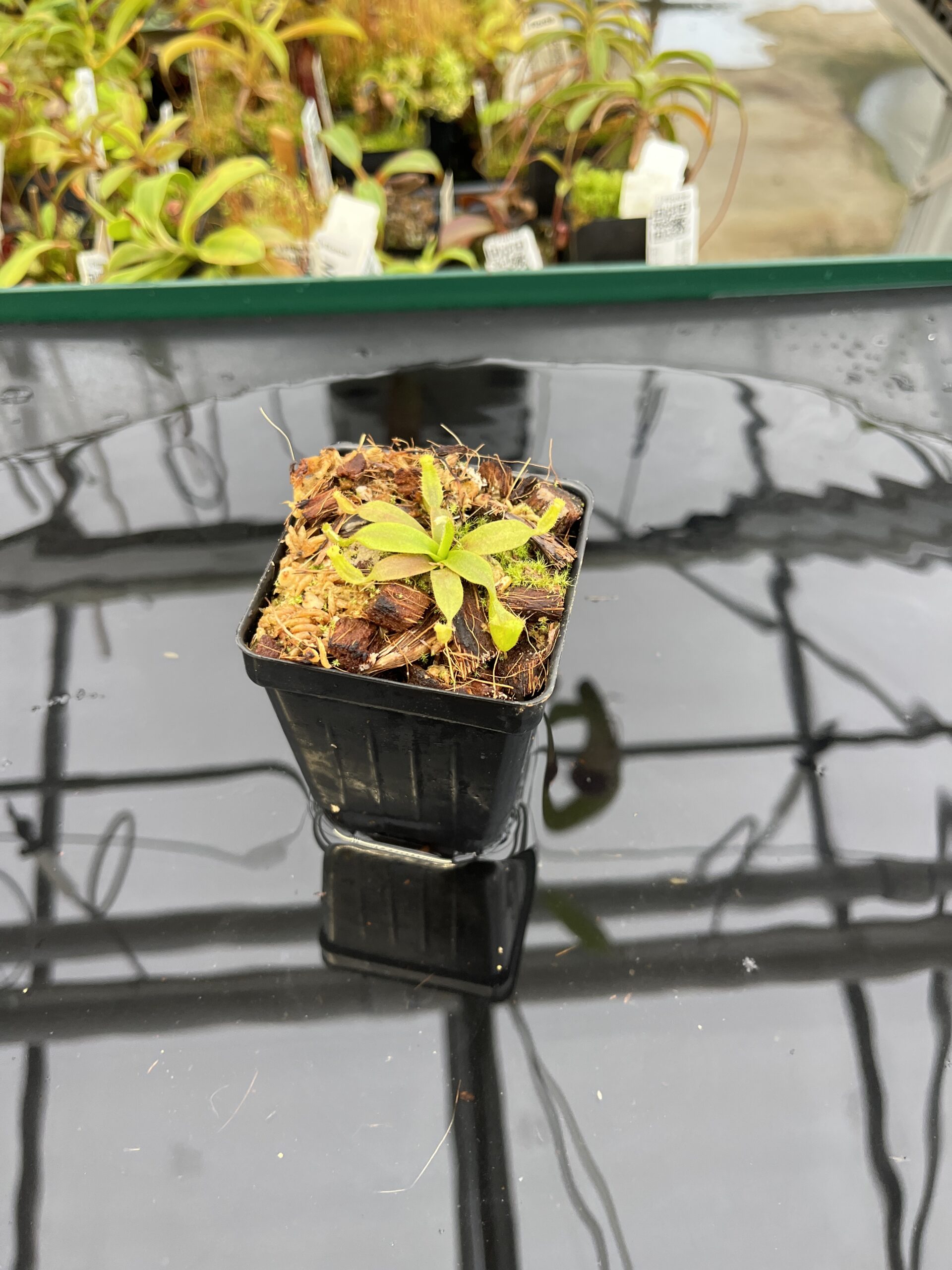 Wide Angle of Nepenthes platychila | PT | Florae Collaborative | FC-346.04 | H22817