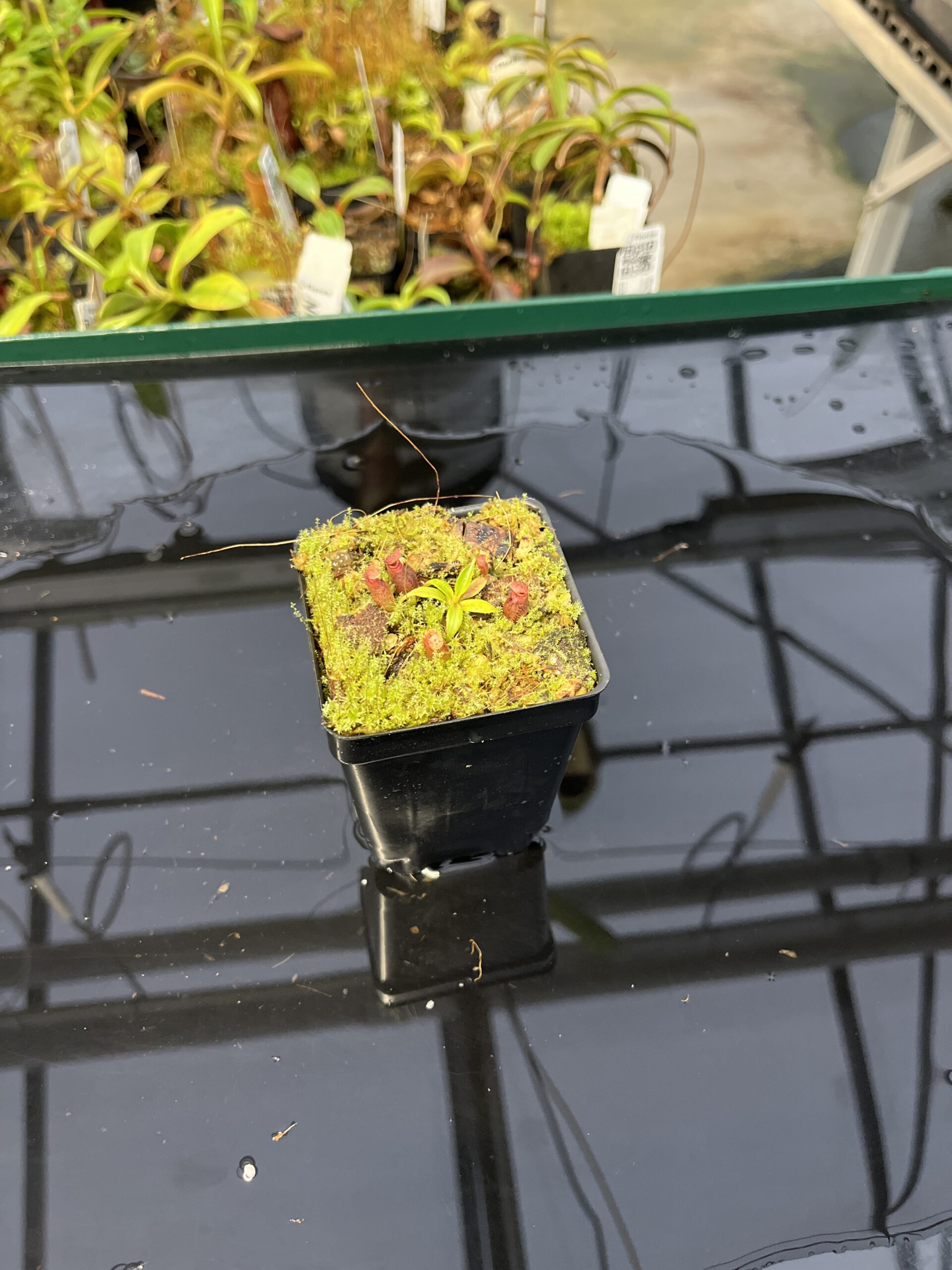 Wide Angle of Nepenthes rajah x edwardsiana | JH | Florae | Clone 2 | Jeremiah Harris | JH-96.02 | H22987