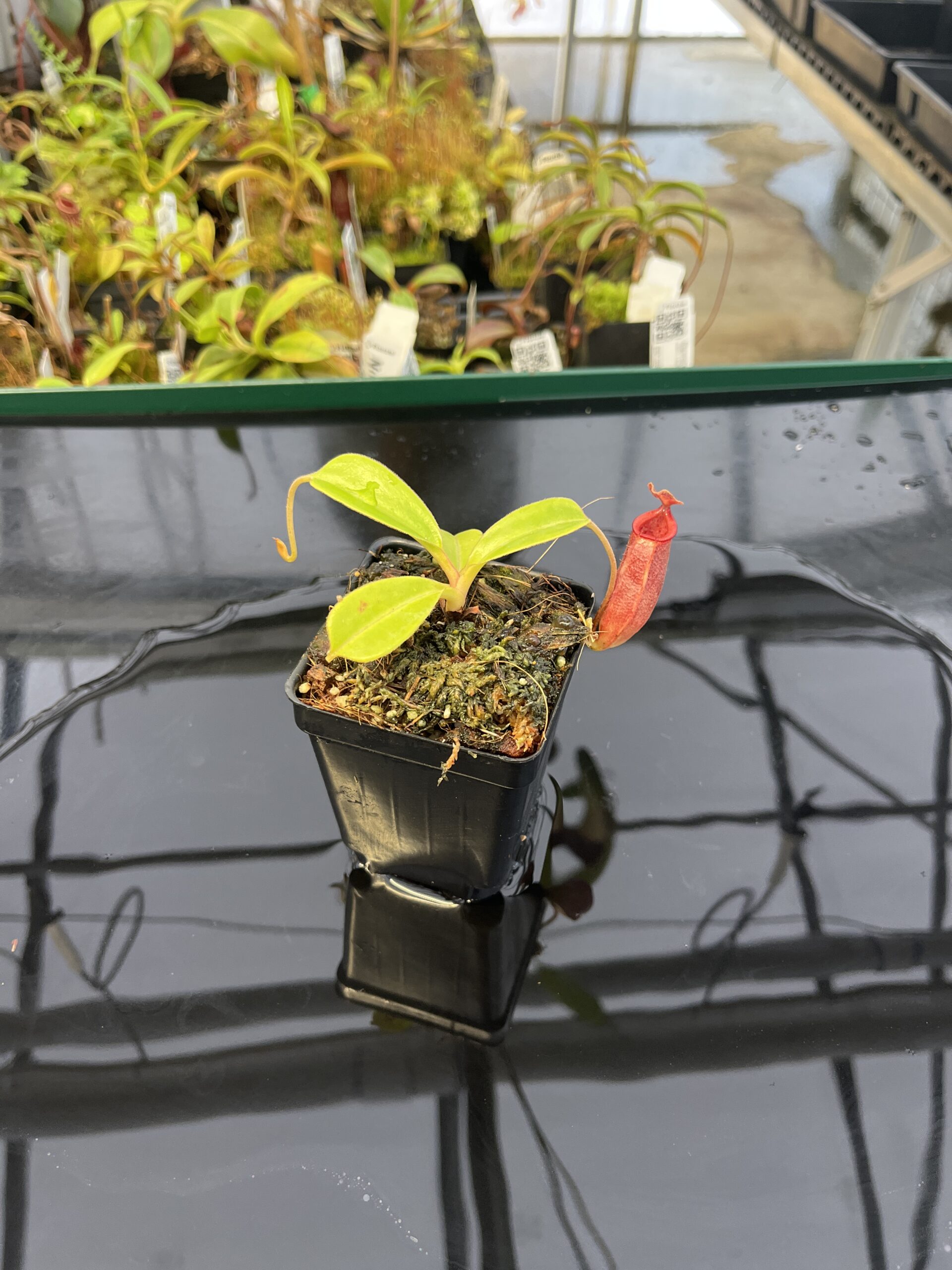 Wide Angle of Nepenthes robcantleyi x jacquelineae | Borneo Exotics | BE-4028 | IN22766