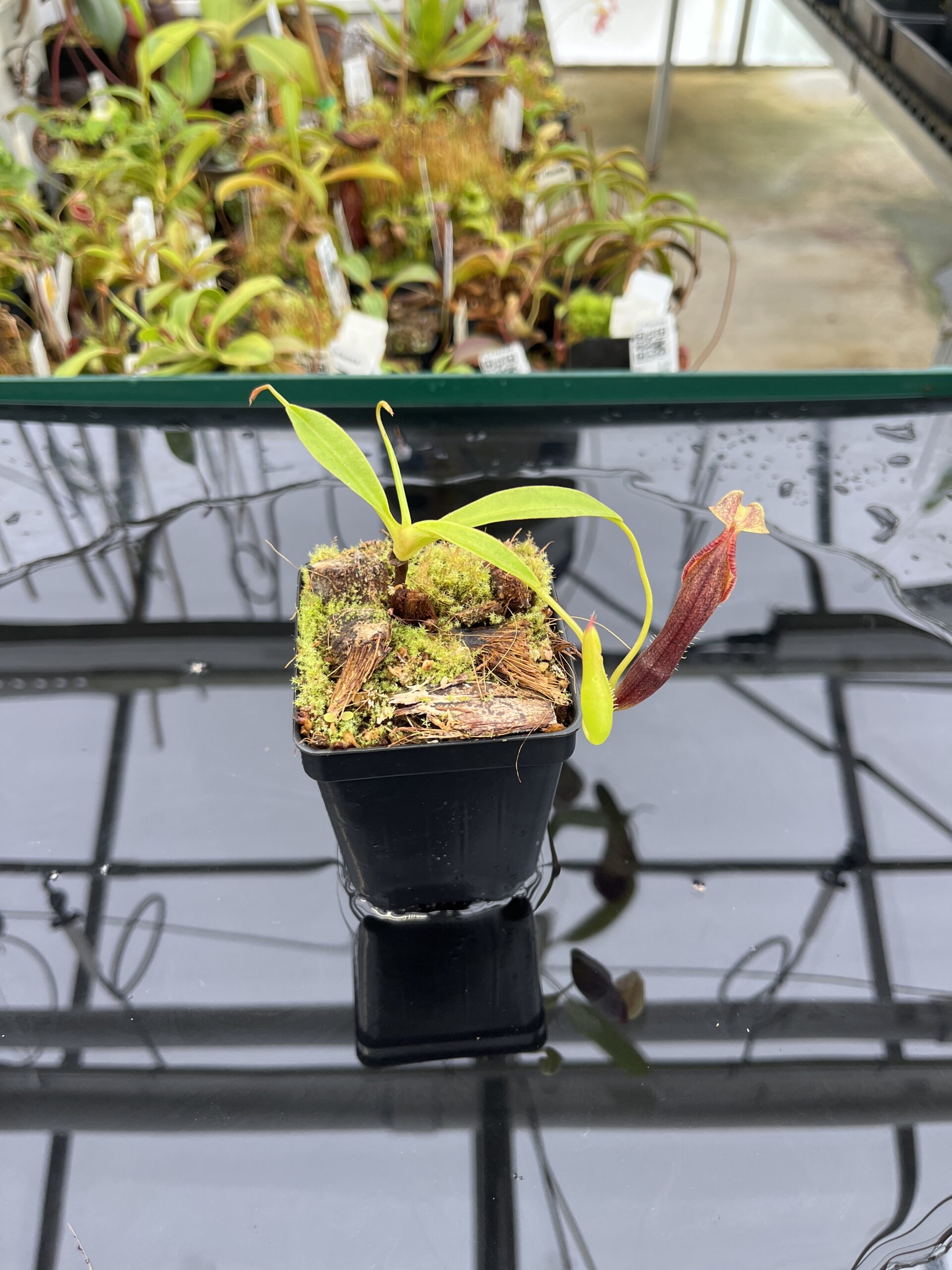Wide Angle of Nepenthes singalana | Borneo Exotics | BE-3170 | H22942