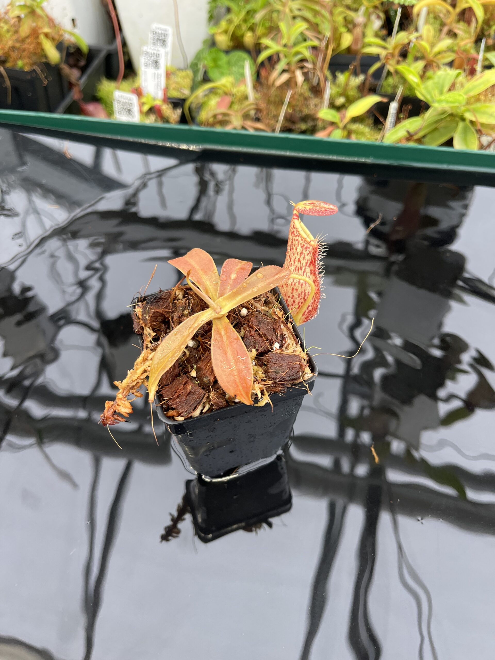 Wide Angle of Nepenthes spathulata x spectabilis | Borneo Exotics | BE-4528 | H23053