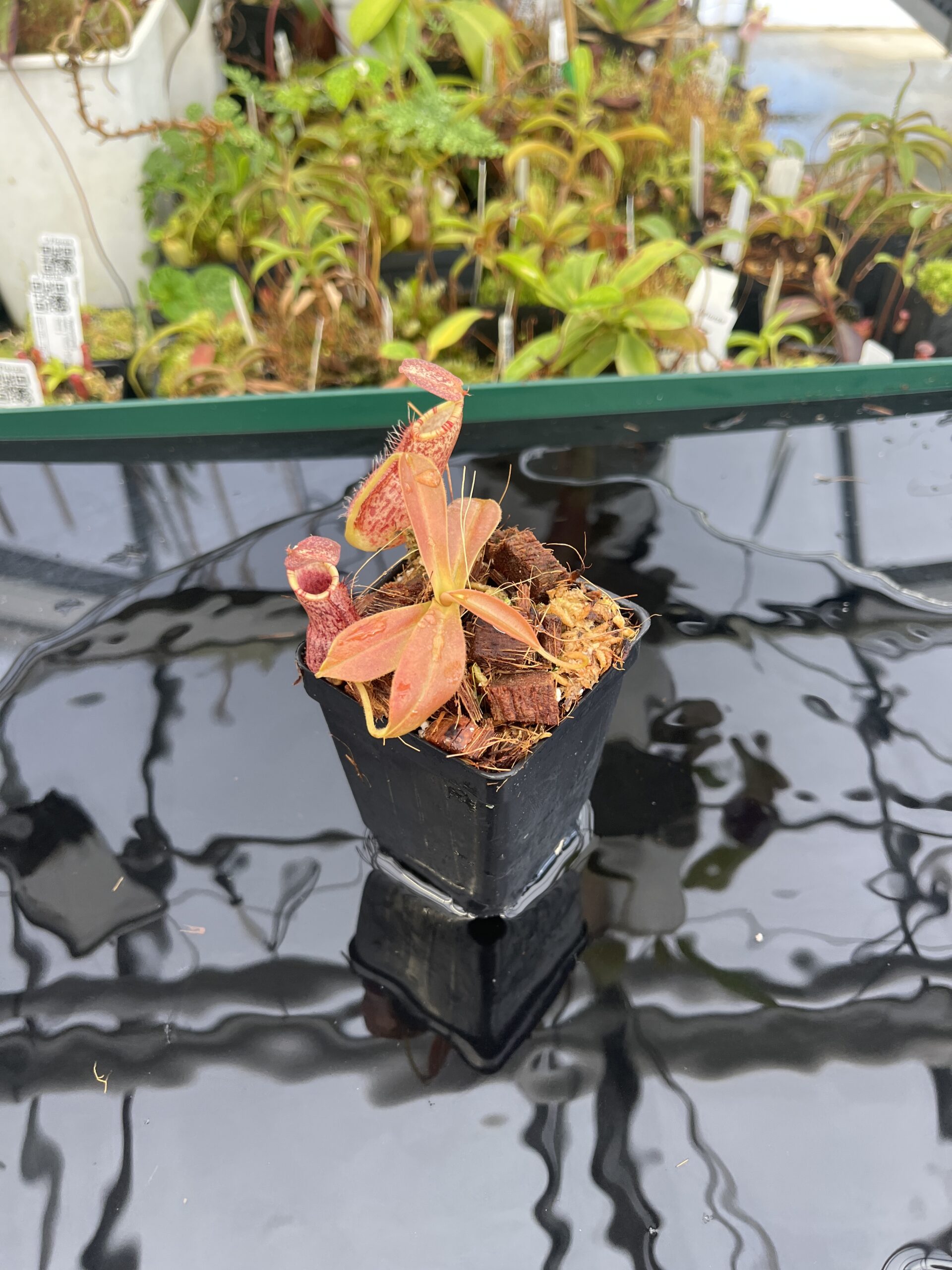 Wide Angle of Nepenthes spathulata x spectabilis | Borneo Exotics | BE-4528 | H23065