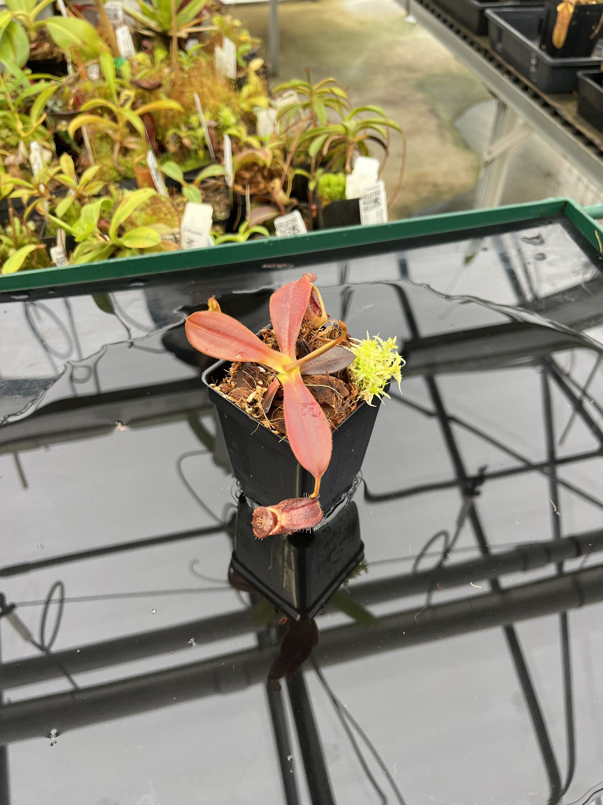 Wide Angle of Nepenthes spectabilis x ephippiata | Borneo Exotics | BE-4681 | H22926