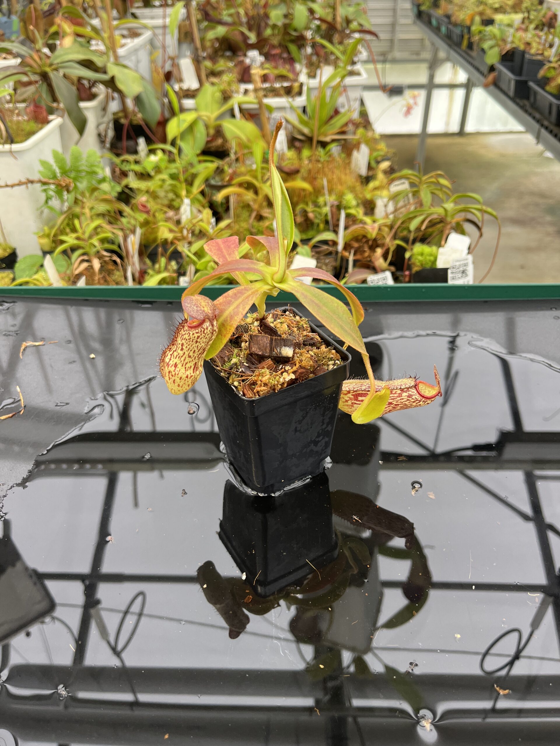 Wide Angle of Nepenthes spectabilis x klossii | Borneo Exotics | BE-4648 | H22938