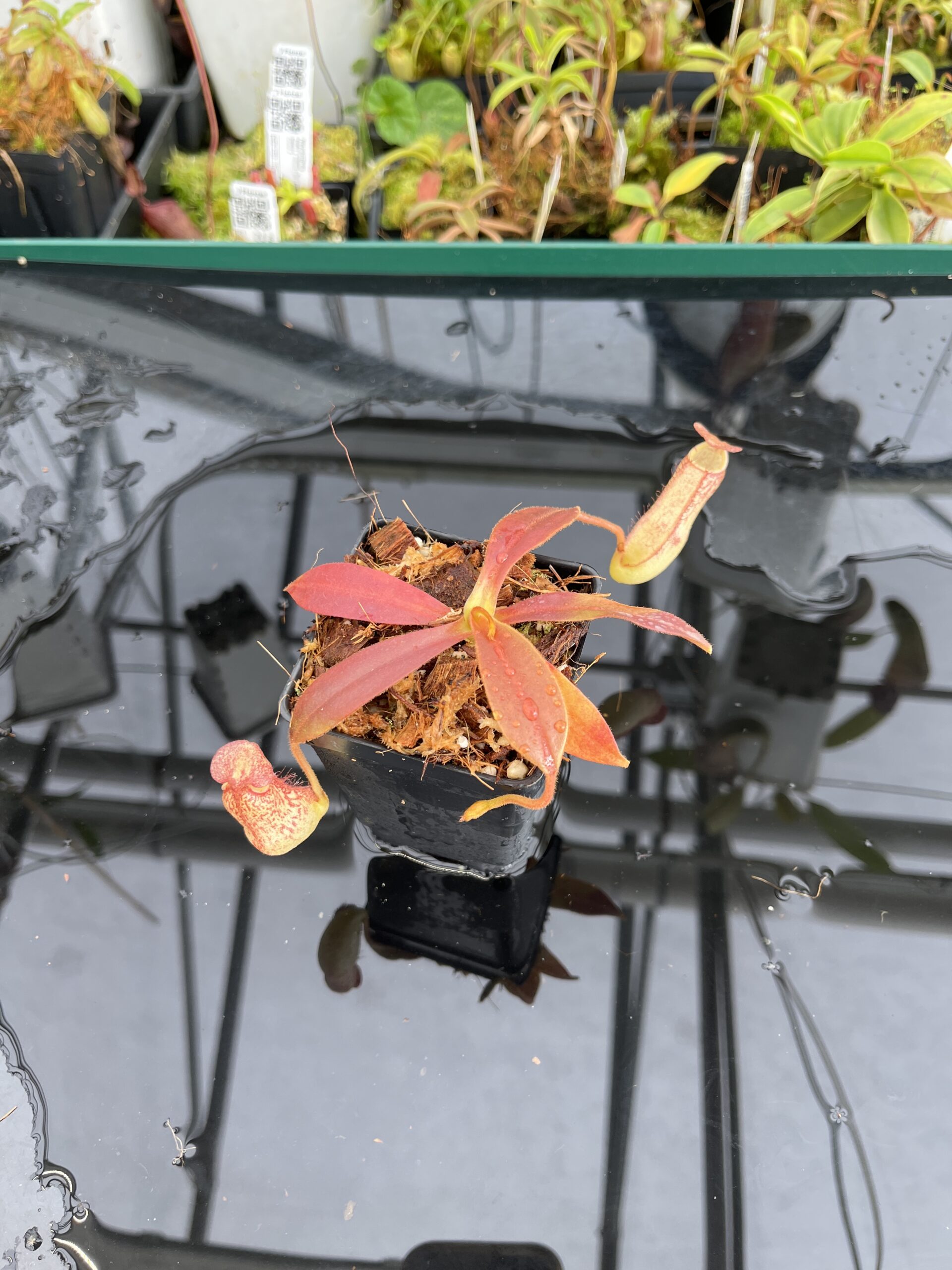 Wide Angle of Nepenthes spectabilis x klossii | Borneo Exotics | BE-4648 | H23093
