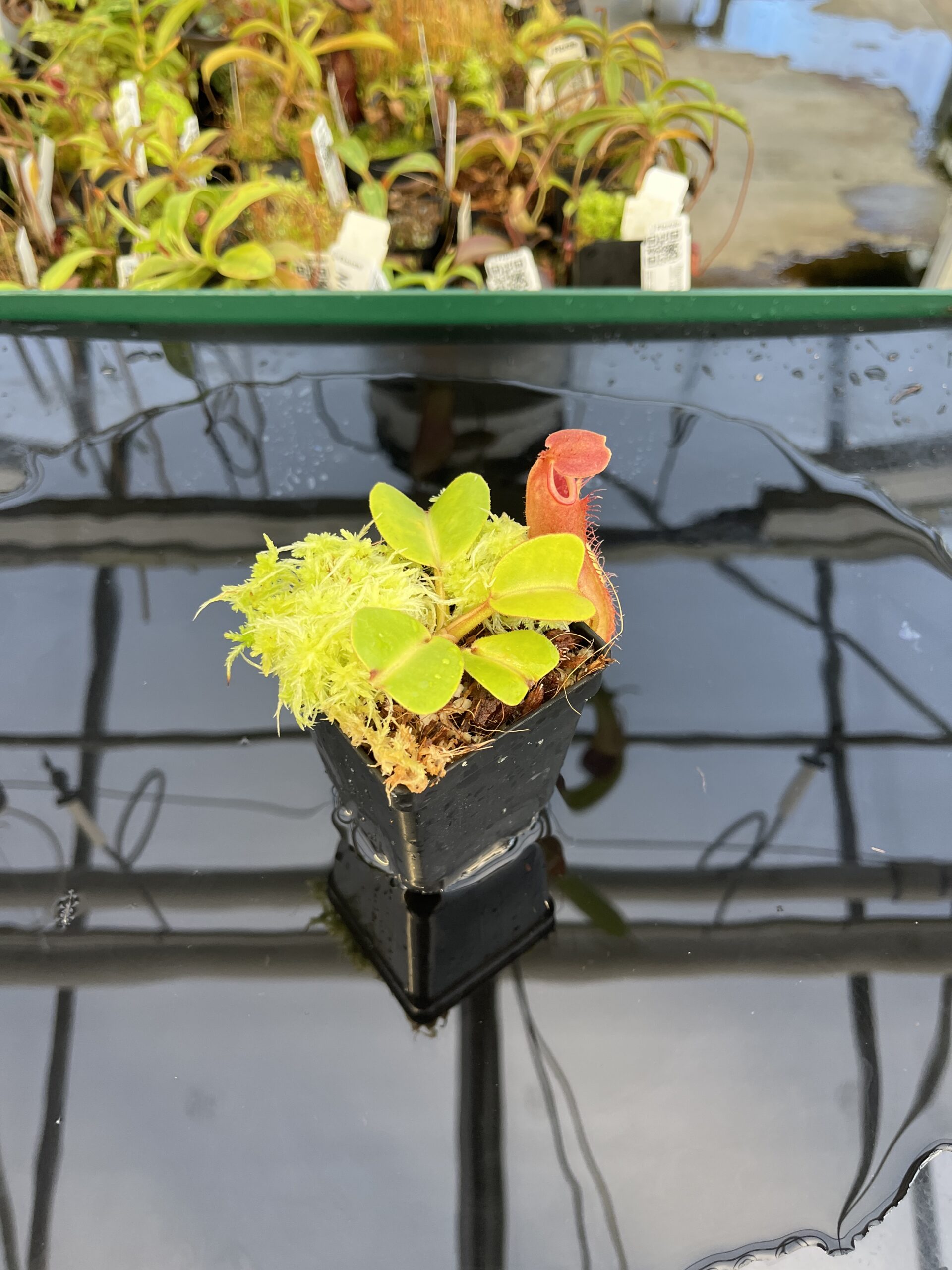 Wide Angle of Nepenthes truncata | Borneo Exotics | BE-3203 | L22876