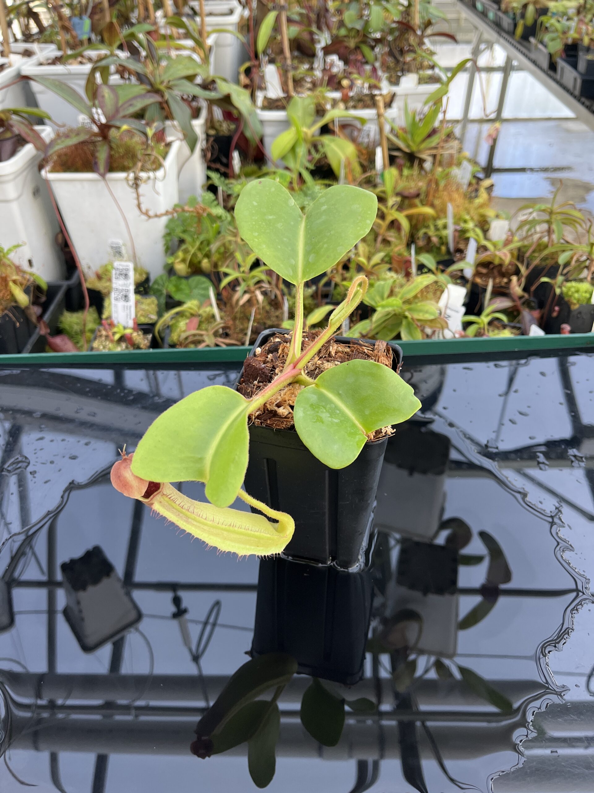 Wide Angle of Nepenthes truncata | Borneo Exotics | BE-4001 | L22996