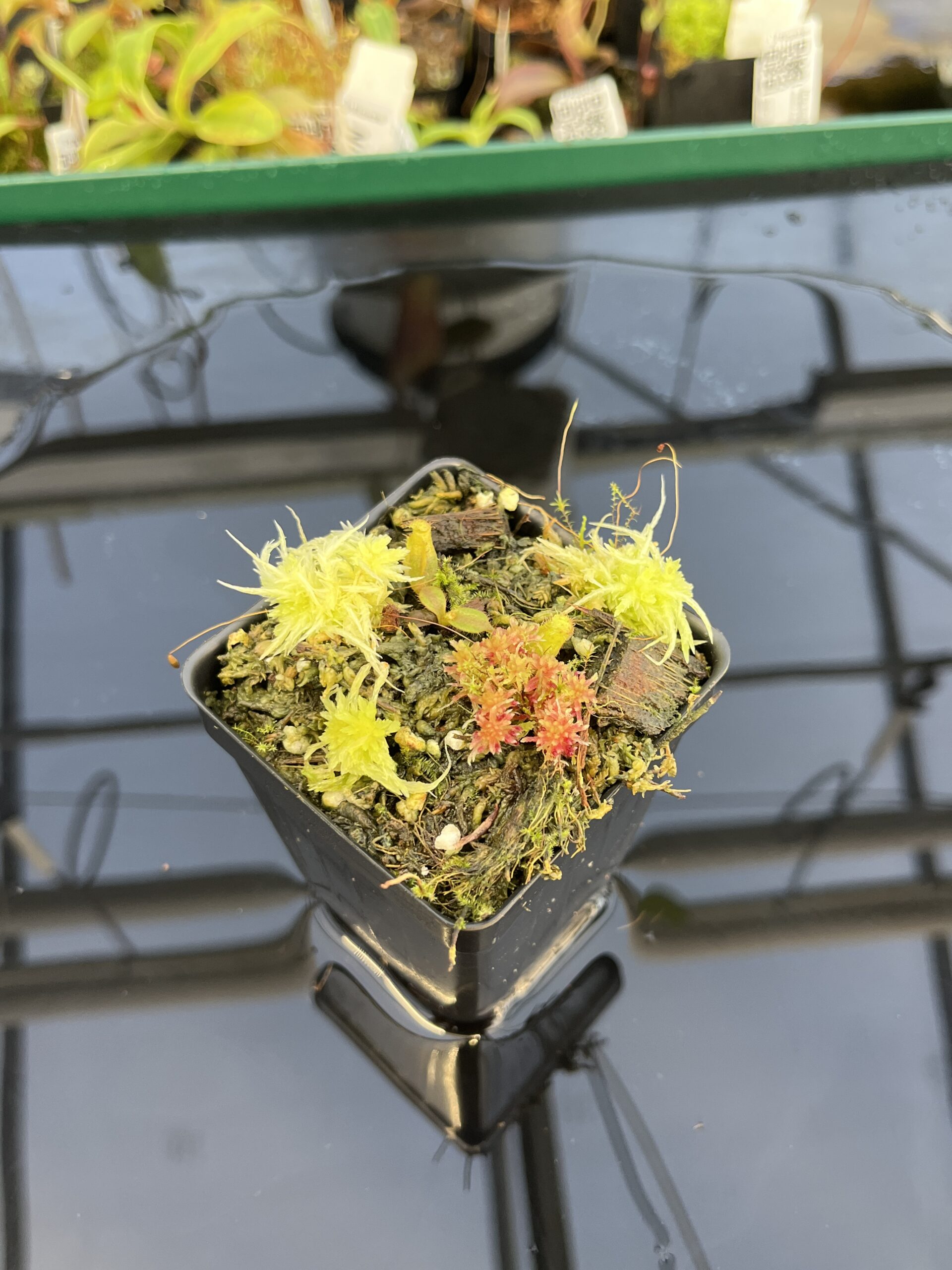 Wide Angle of Nepenthes truncata x mollis | JH | Florae | Jeremiah Harris | JH-530 | IN22882