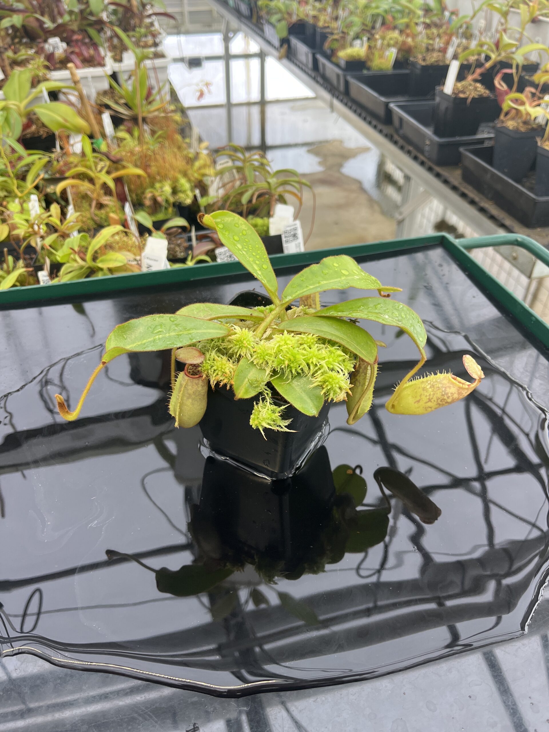 Wide Angle of Nepenthes (veitchii x lowii) x (spathulata x campanulata) | Florae Collaborative | FC-208 | IN22507