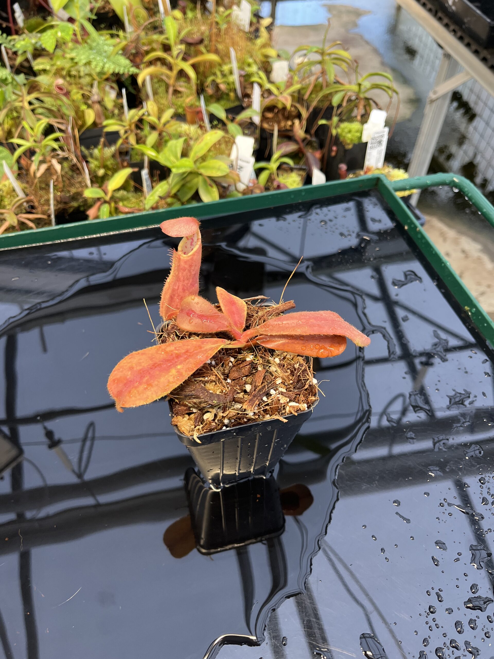 Wide Angle of Nepenthes (veitchii x platychila) x veitchii | Borneo Exotics | BE-4623 | IN23026