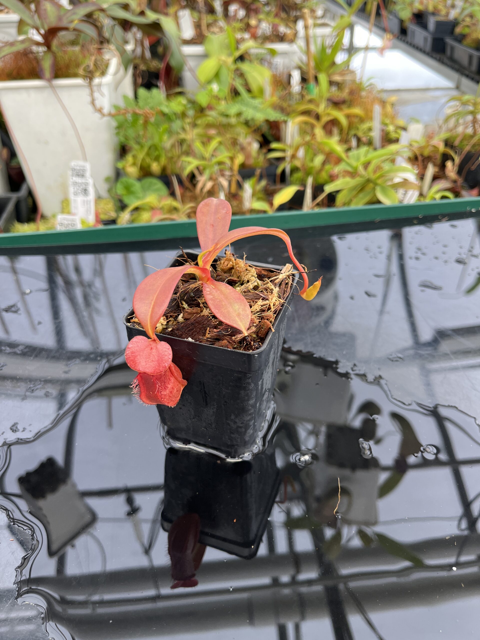 Wide Angle of Nepenthes ventricosa x edwardsiana | Andreas Wistuba | AW-RSC | IN23122