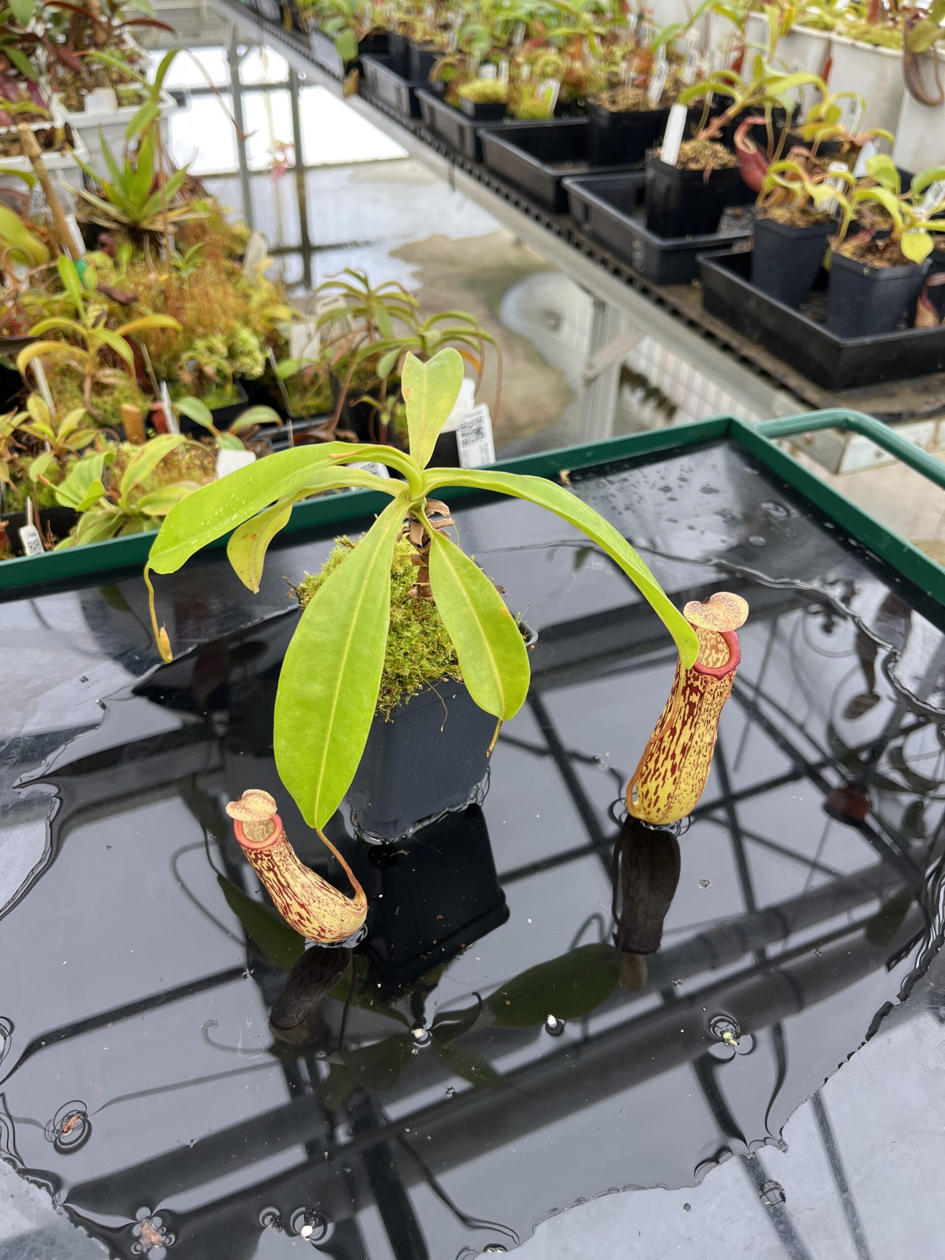 Wide Angle of Nepenthes ventricosa x maxima | Malesiana Tropicals | MT-147 | IN22838