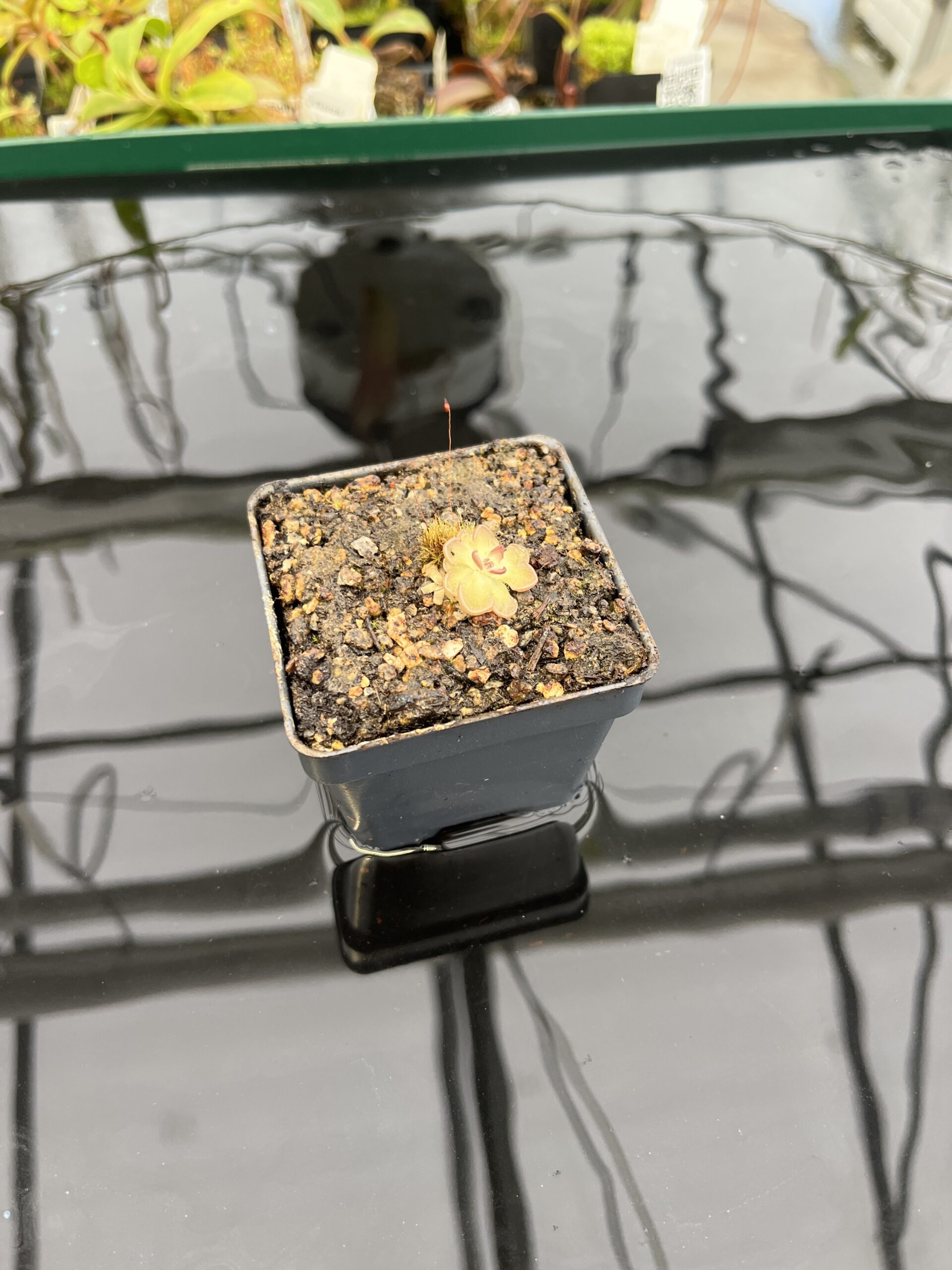 Wide Angle of Pinguicula gracilis | Best Carnivorous Plants | BCP-554 | IN22602