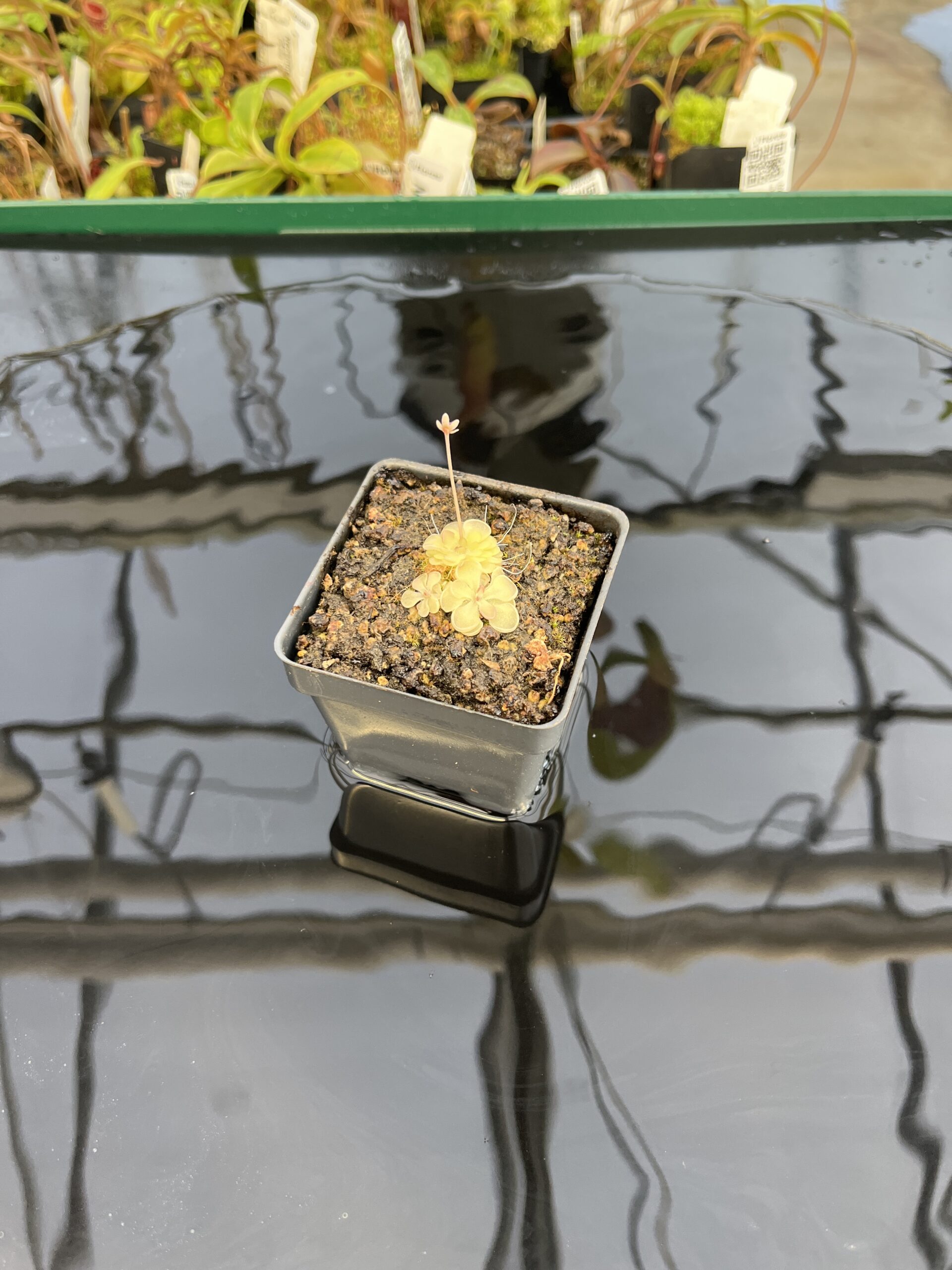 Wide Angle of Pinguicula rotundiflora | Best Carnivorous Plants | BCP-595 | IN22595