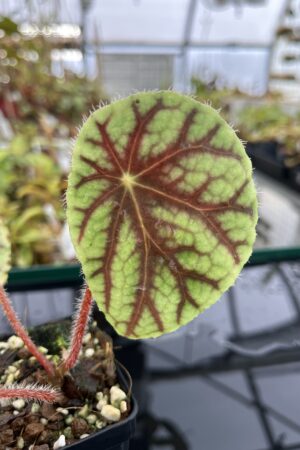 Close Up of Begonia quadrialata (Africa) | Florae Collaborative | | IN23287