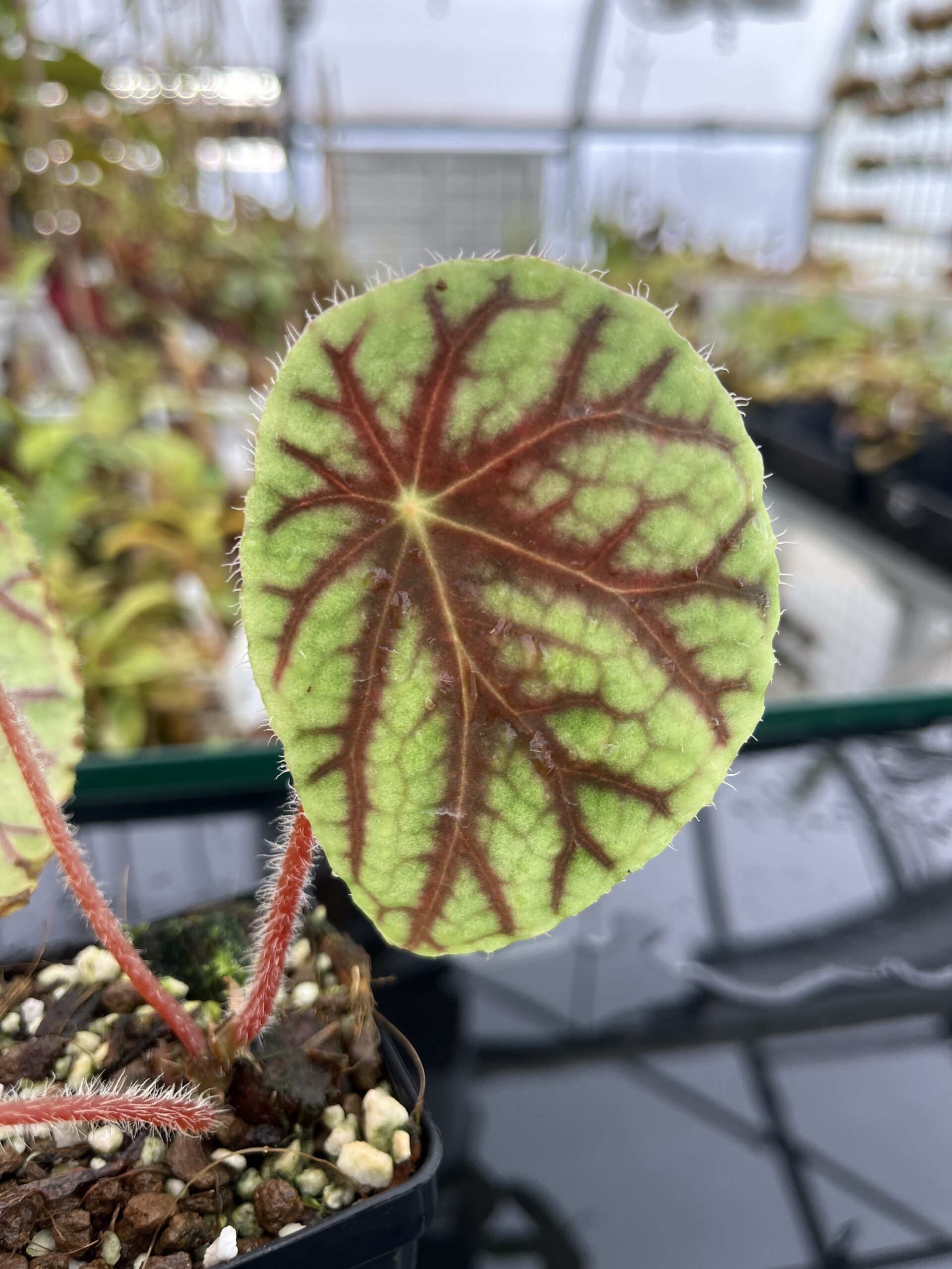 Close Up of Begonia quadrialata (Africa) | Florae Collaborative | | IN23287