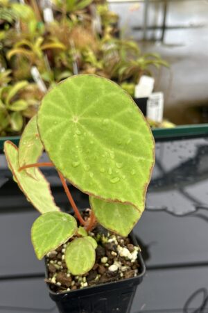 Close Up of Begonia scapigera (Africa) | Florae Collaborative | | IN23288