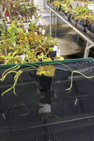 Close Up of Drosera binata var. dichotoma f. extrema {Giant Plant} | Best Carnivorous Plants | | IN23407
