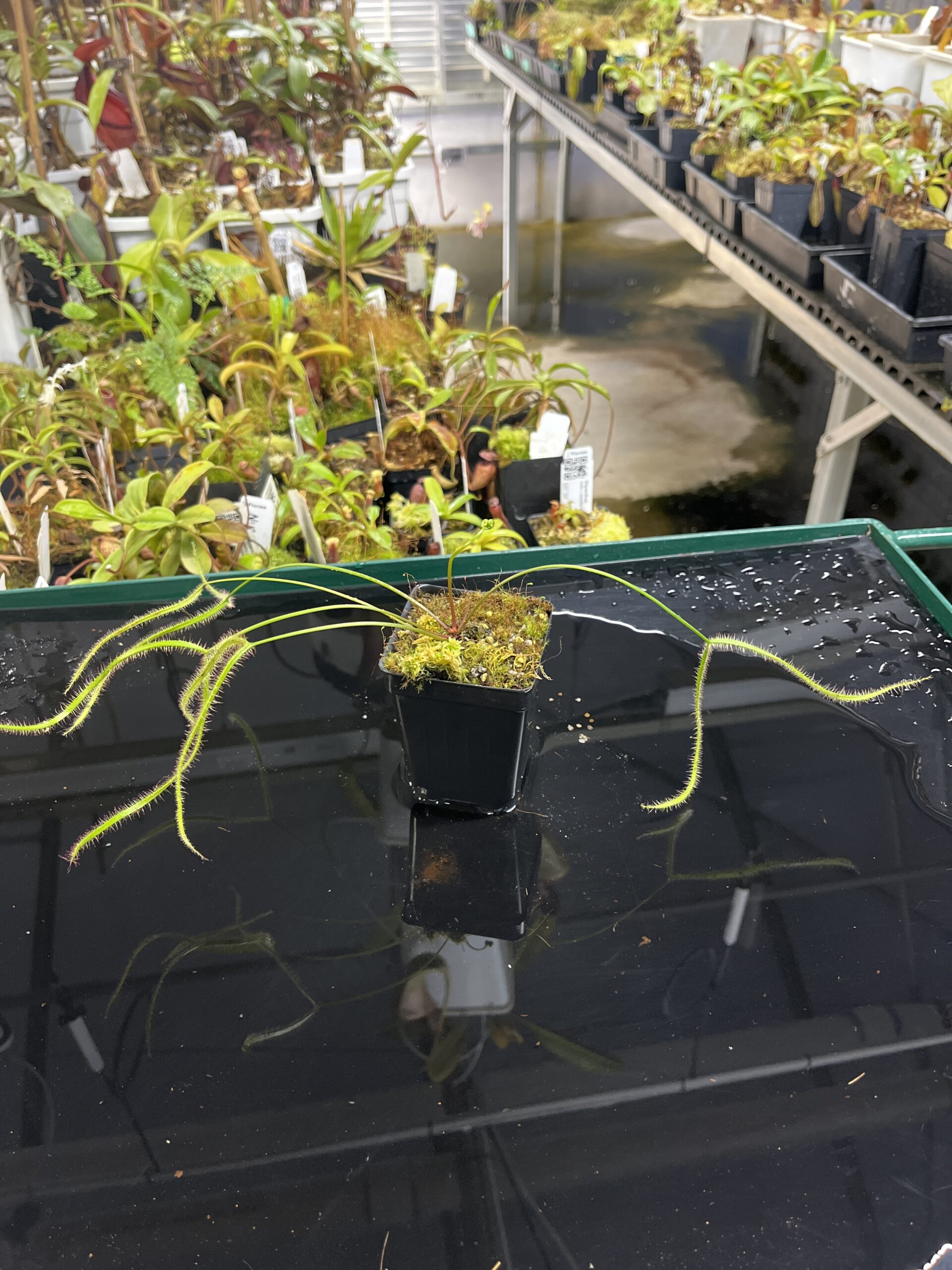Close Up of Drosera binata var. dichotoma f. extrema {Giant Plant} | Best Carnivorous Plants | | IN23407
