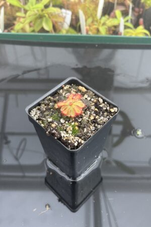 Close Up of Drosera esterhuyseniae x Drosera slackii | Best Carnivorous Plants | BCP-777 | H23322