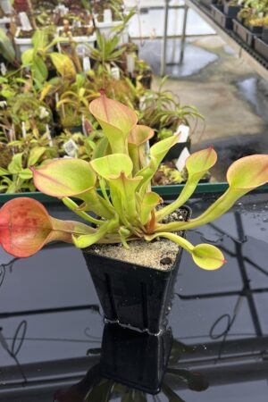 Close Up of Heliamphora ionasi (Ilu Tepui, Venezuela) | Andreas Wistuba | AW-3 | H23493