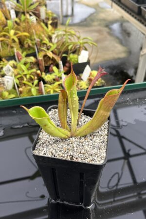 Close Up of Heliamphora sarracenioides x minor Burgundy black | Andreas Wistuba | AW-ISC | H23494