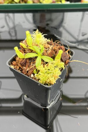 Close Up of Nepenthes Rokko EP x villosa | JH | Florae | Jeremiah Harris | JH-536 | IN23292