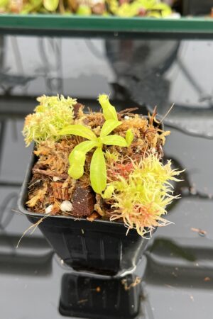 Close Up of Nepenthes Rokko EP x villosa | JH | Florae | Jeremiah Harris | JH-536 | IN23294